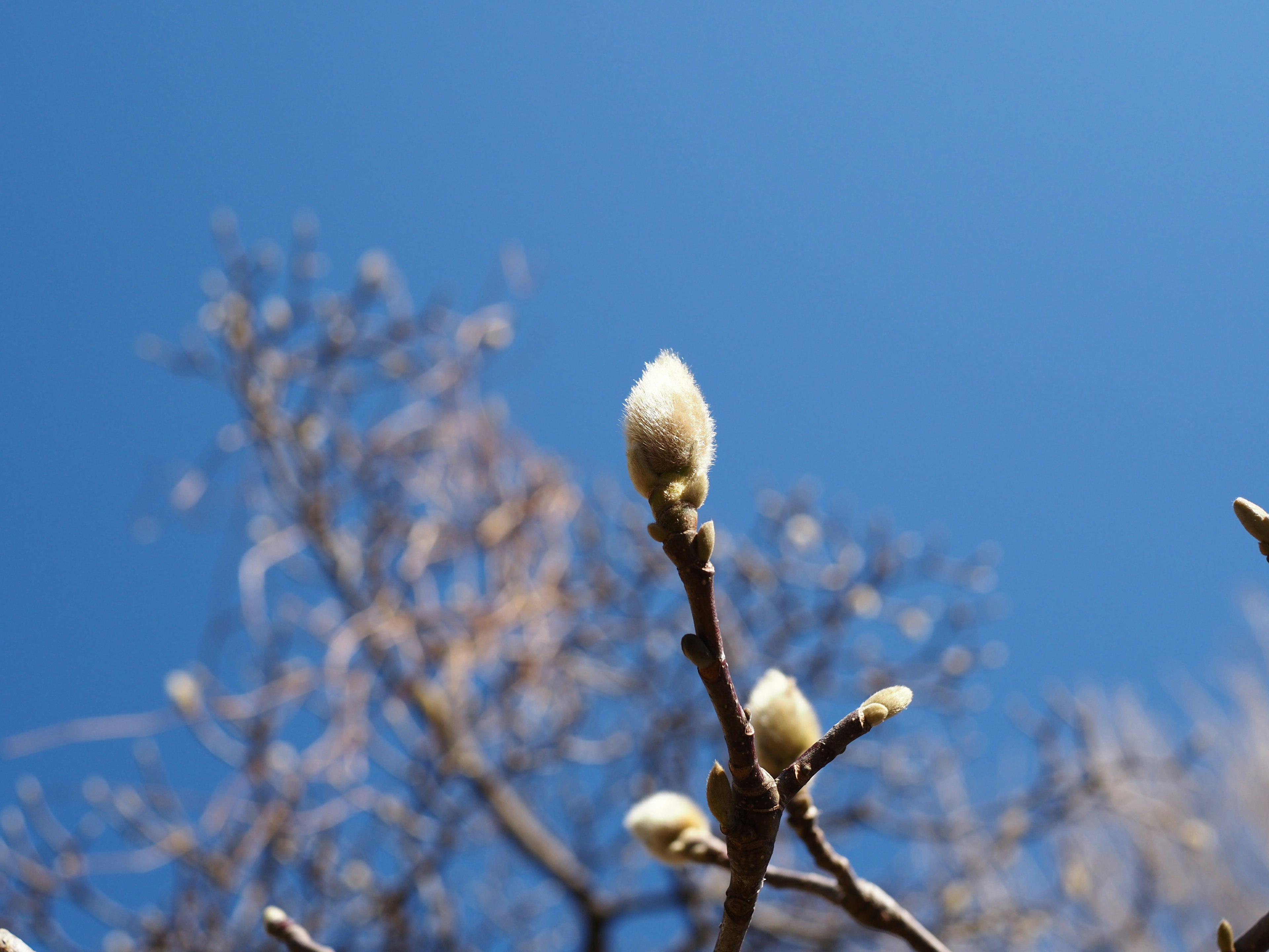 Acercamiento de botones de flores blancas contra un cielo azul