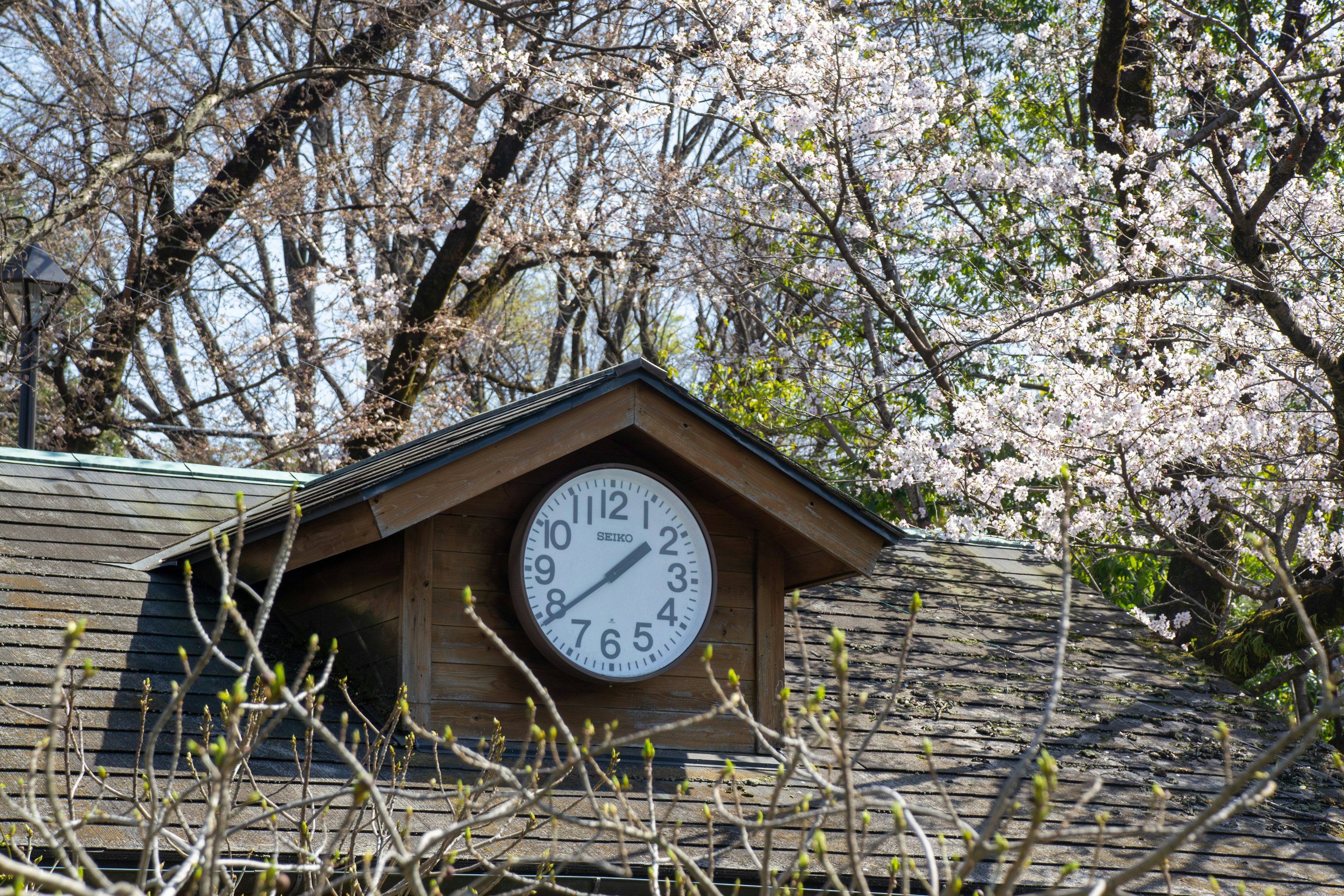 Orologio su un tetto di legno con alberi di ciliegio in fiore sullo sfondo