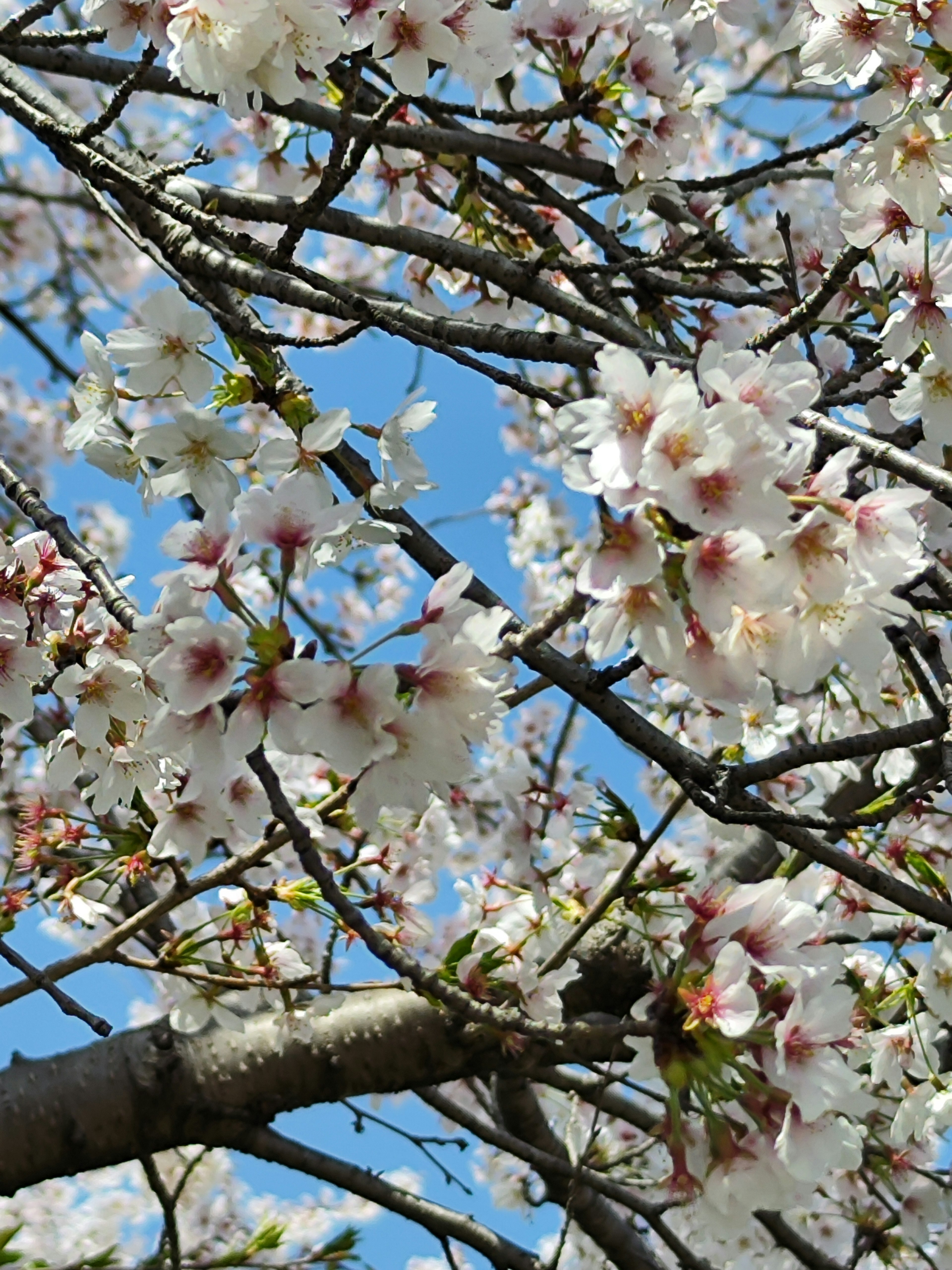 Belles fleurs de cerisier en fleurs sur fond de ciel bleu