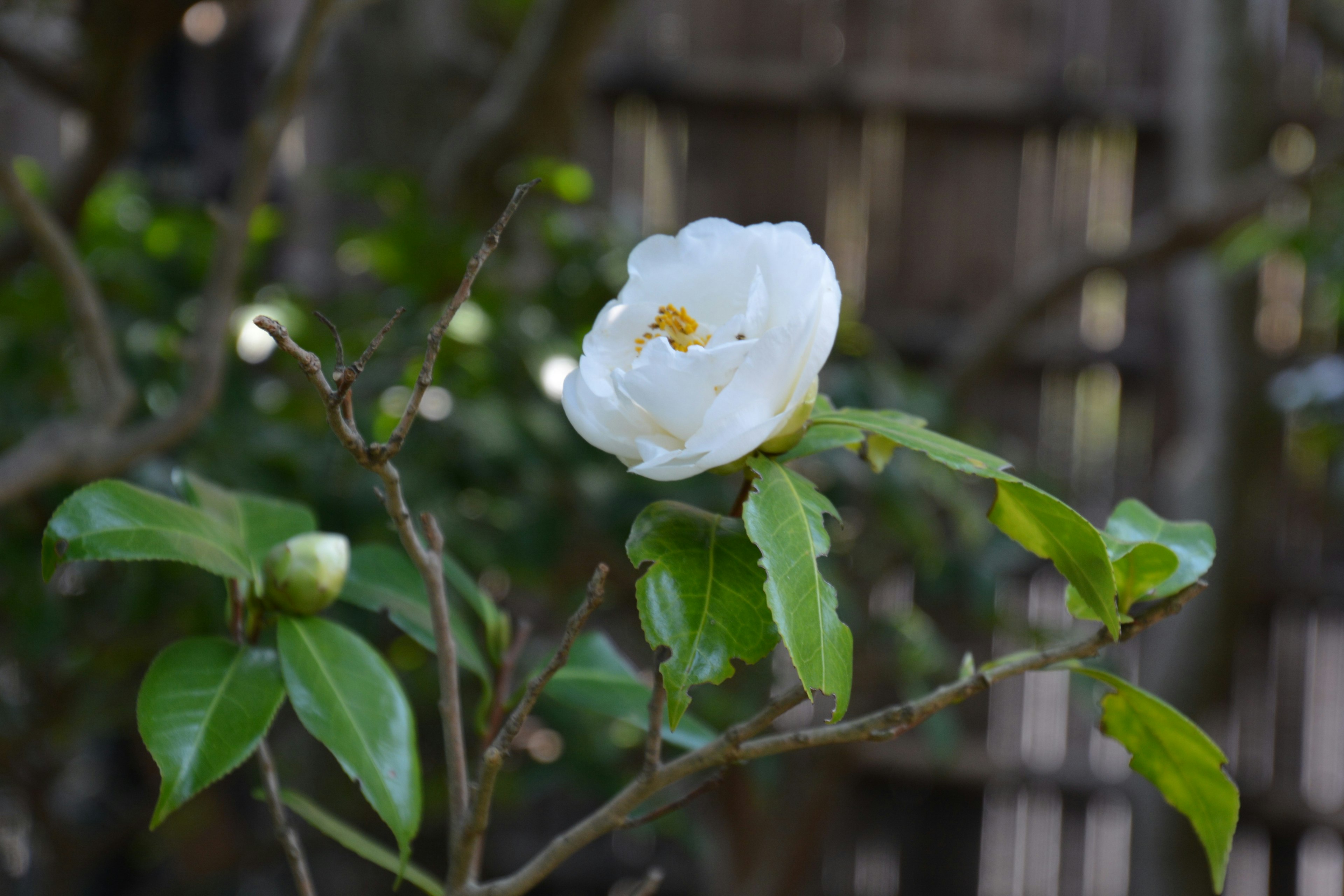 Ein Zweig mit einer weißen Blume und grünen Blättern