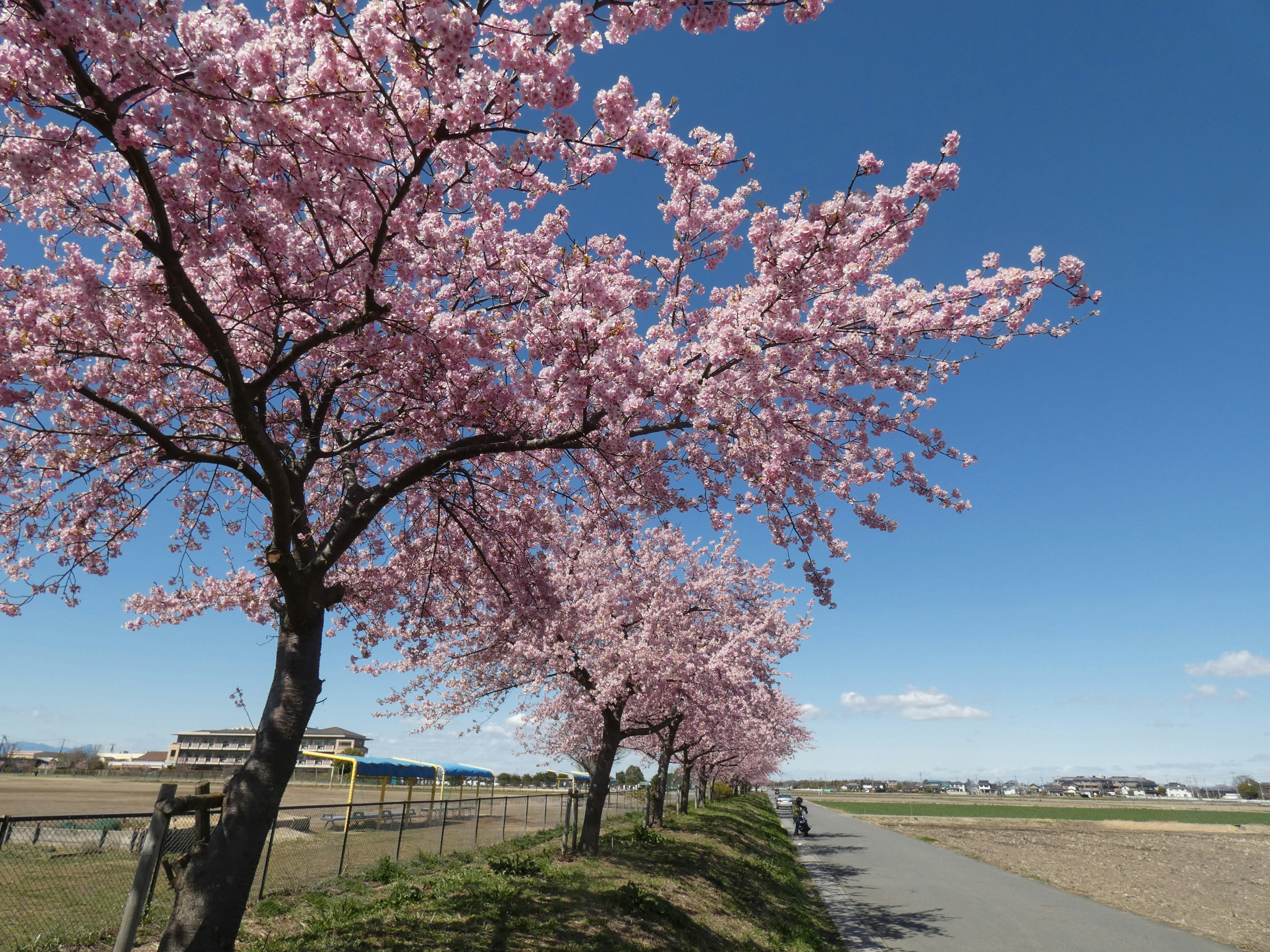 Des cerisiers en fleurs bordant un chemin sous un ciel bleu