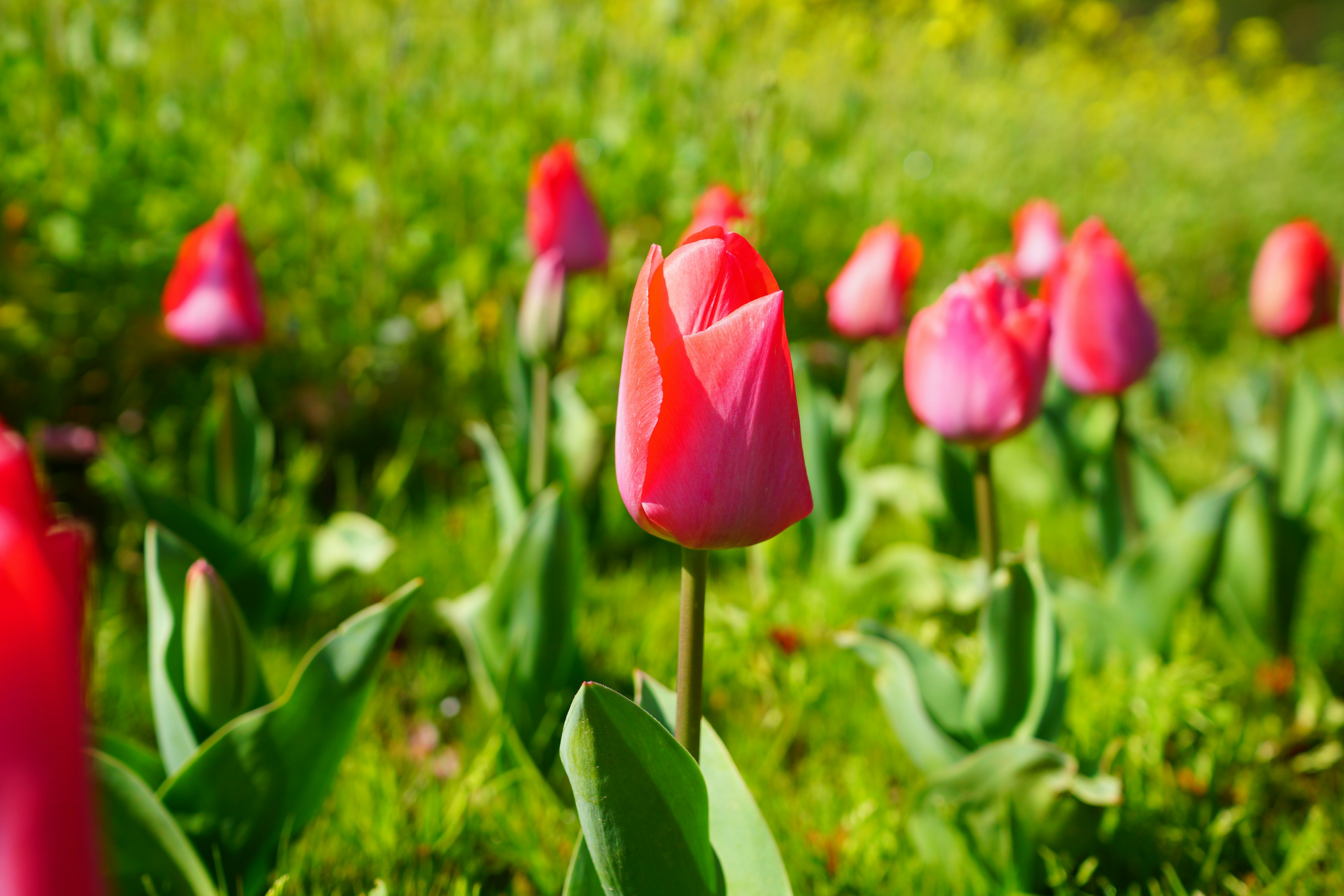 Tulip berwarna-warni mekar di padang hijau