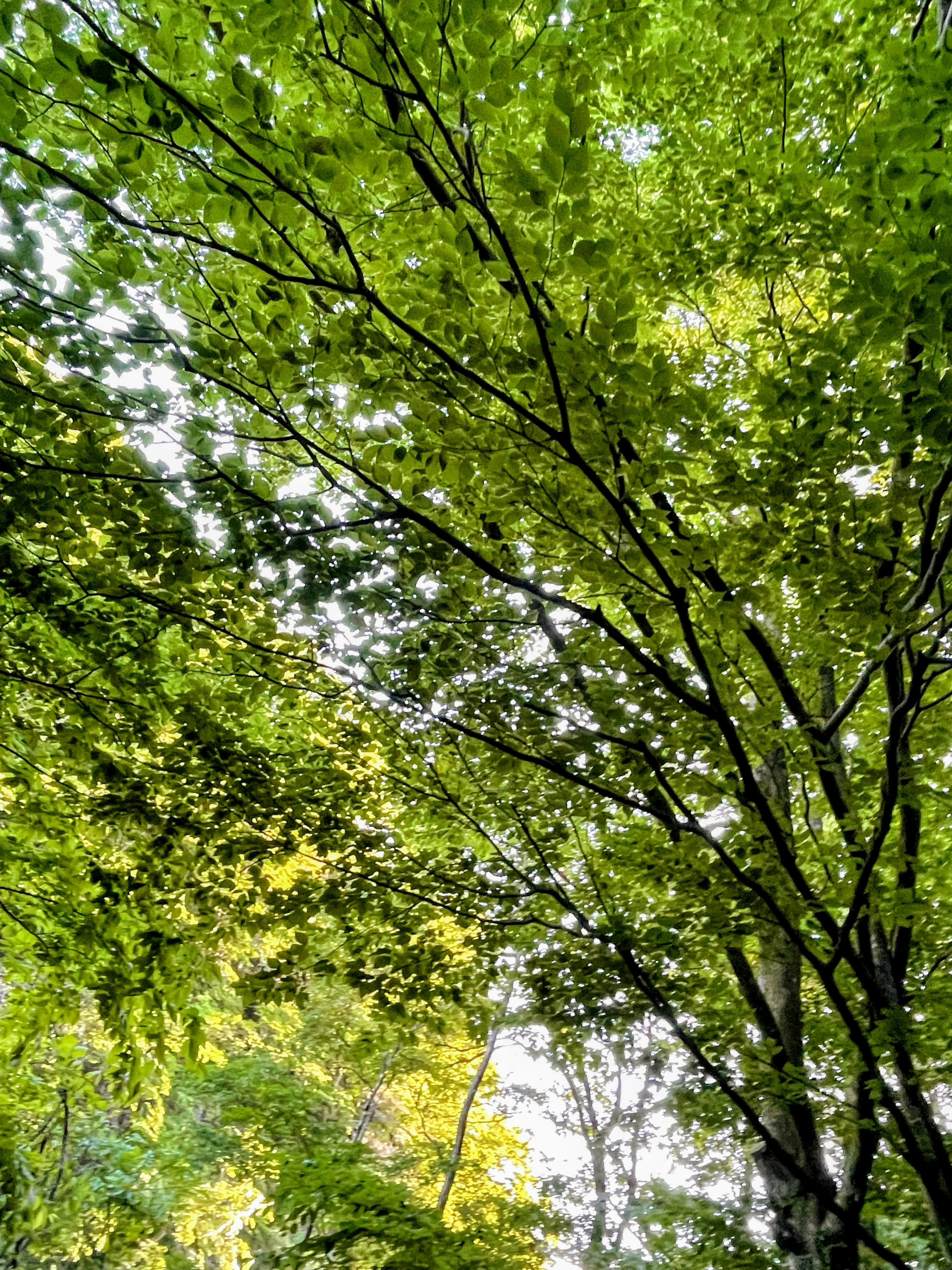 Looking up at trees covered in vibrant green leaves