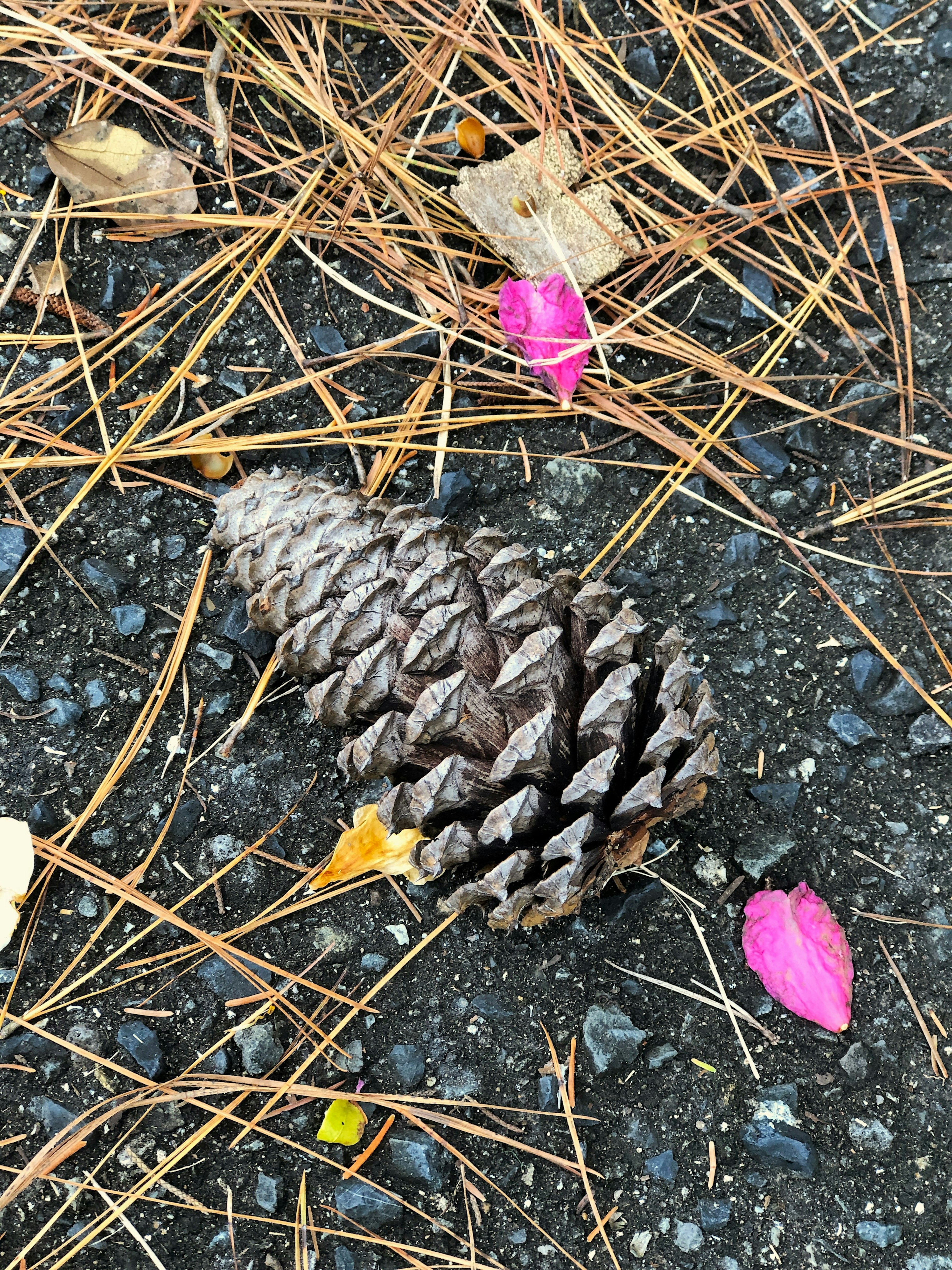 Kepala pinus di tanah dikelilingi oleh kelopak bunga pink