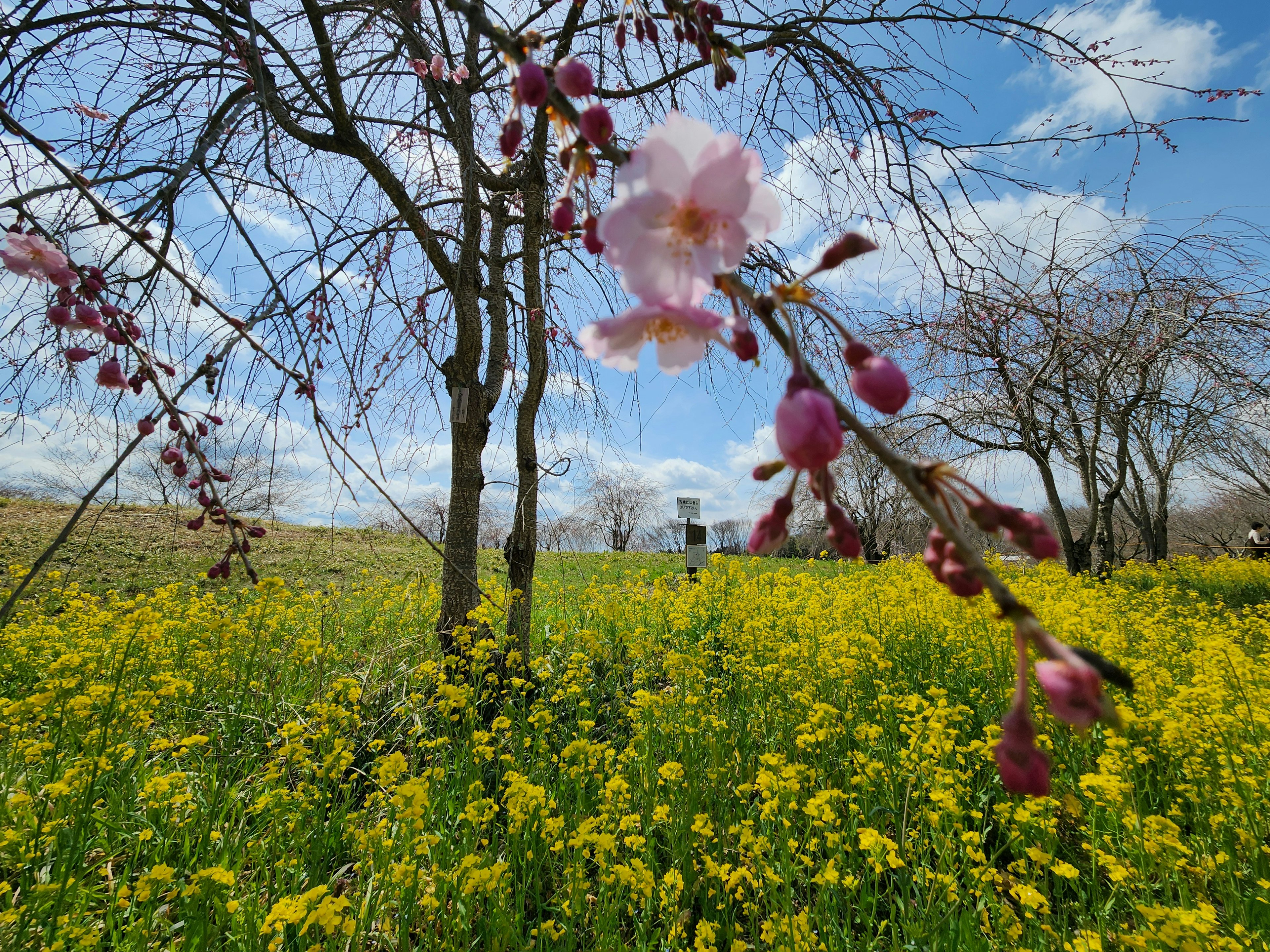 春の花と青空が広がる風景に咲く桜の花