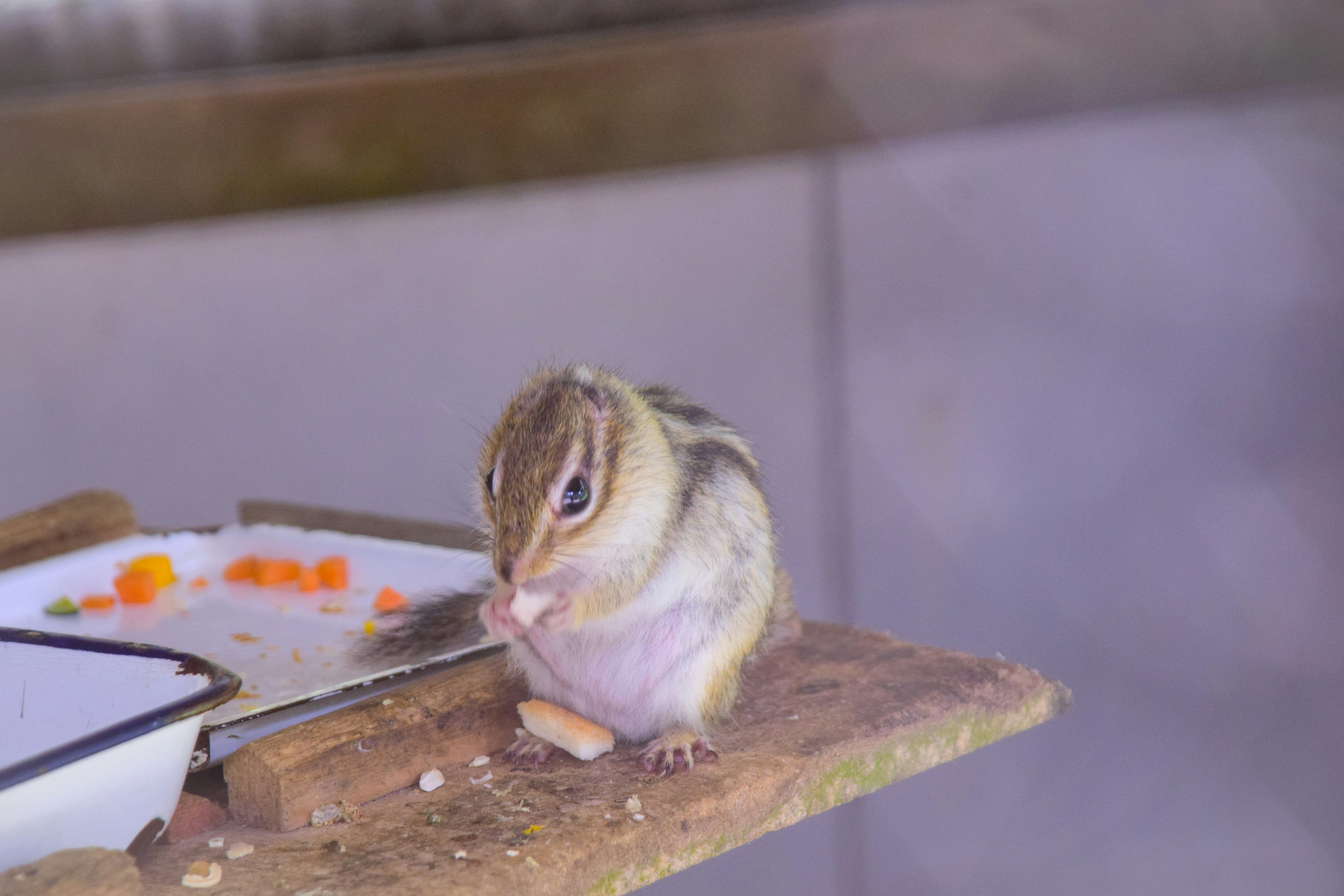 Una pequeña ardilla listada comiendo comida en una plataforma de madera