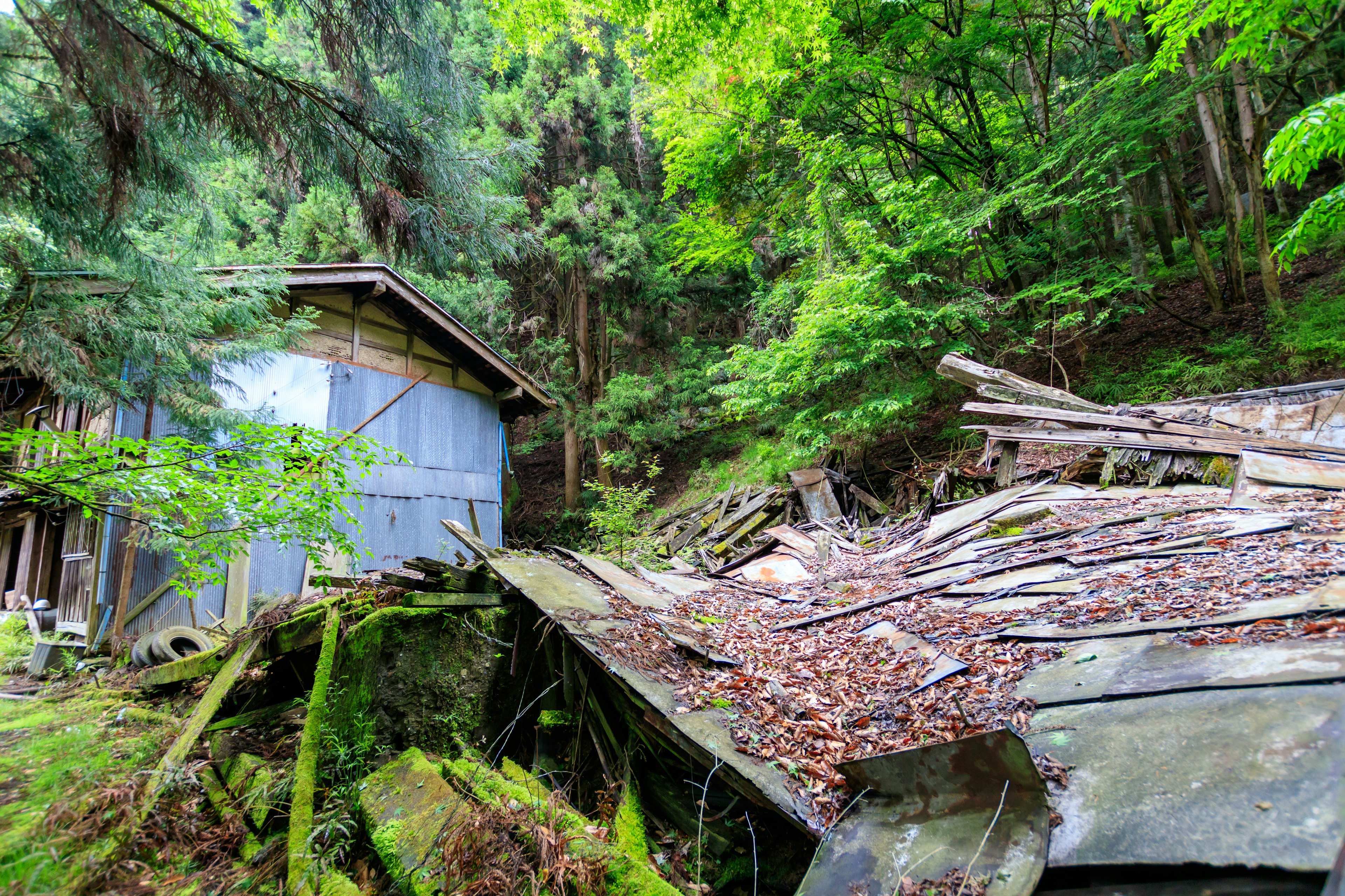 Un vieux abri entouré d'une verdure luxuriante et de bois en décomposition