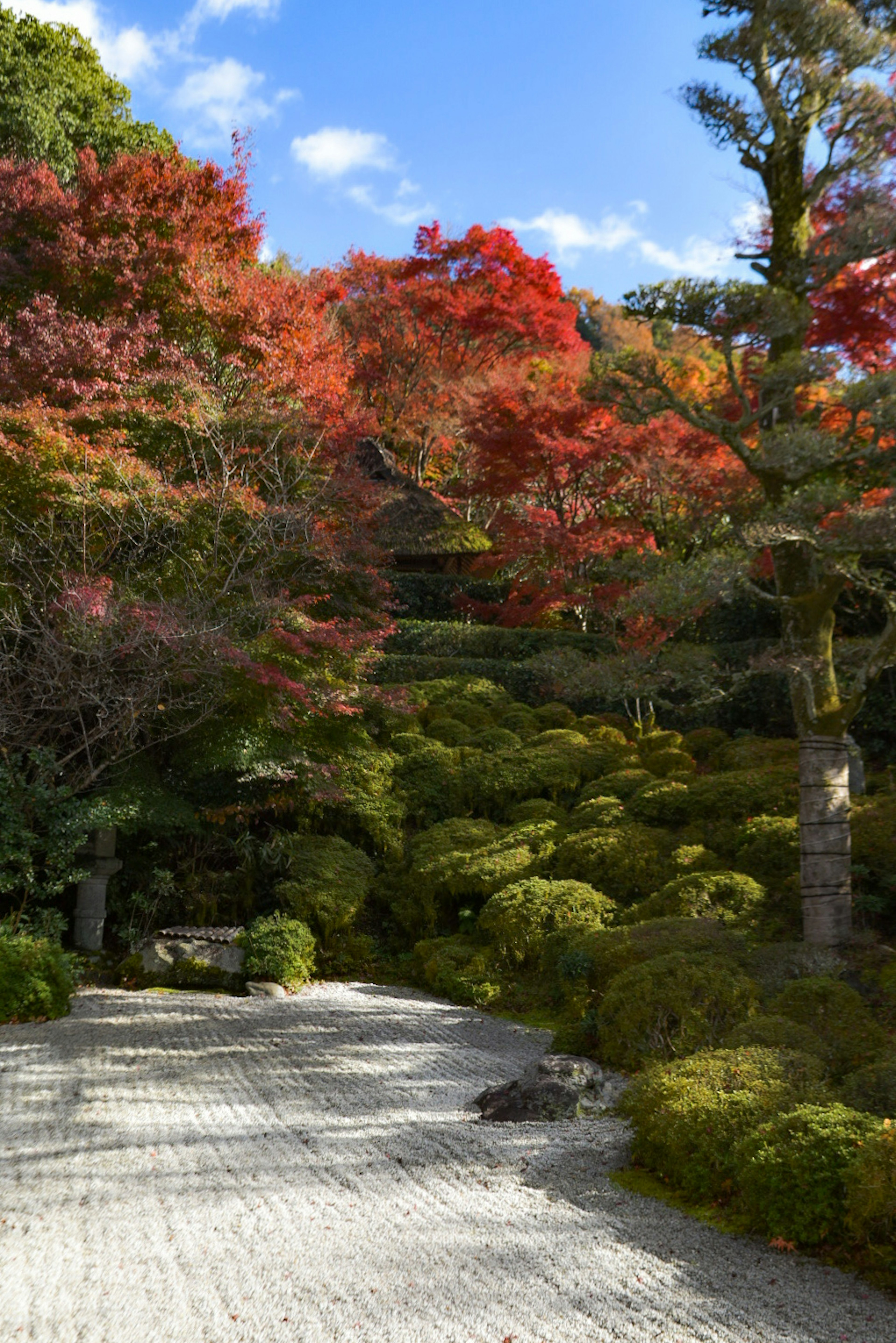 Beautiful Japanese garden with autumn foliage and blue sky