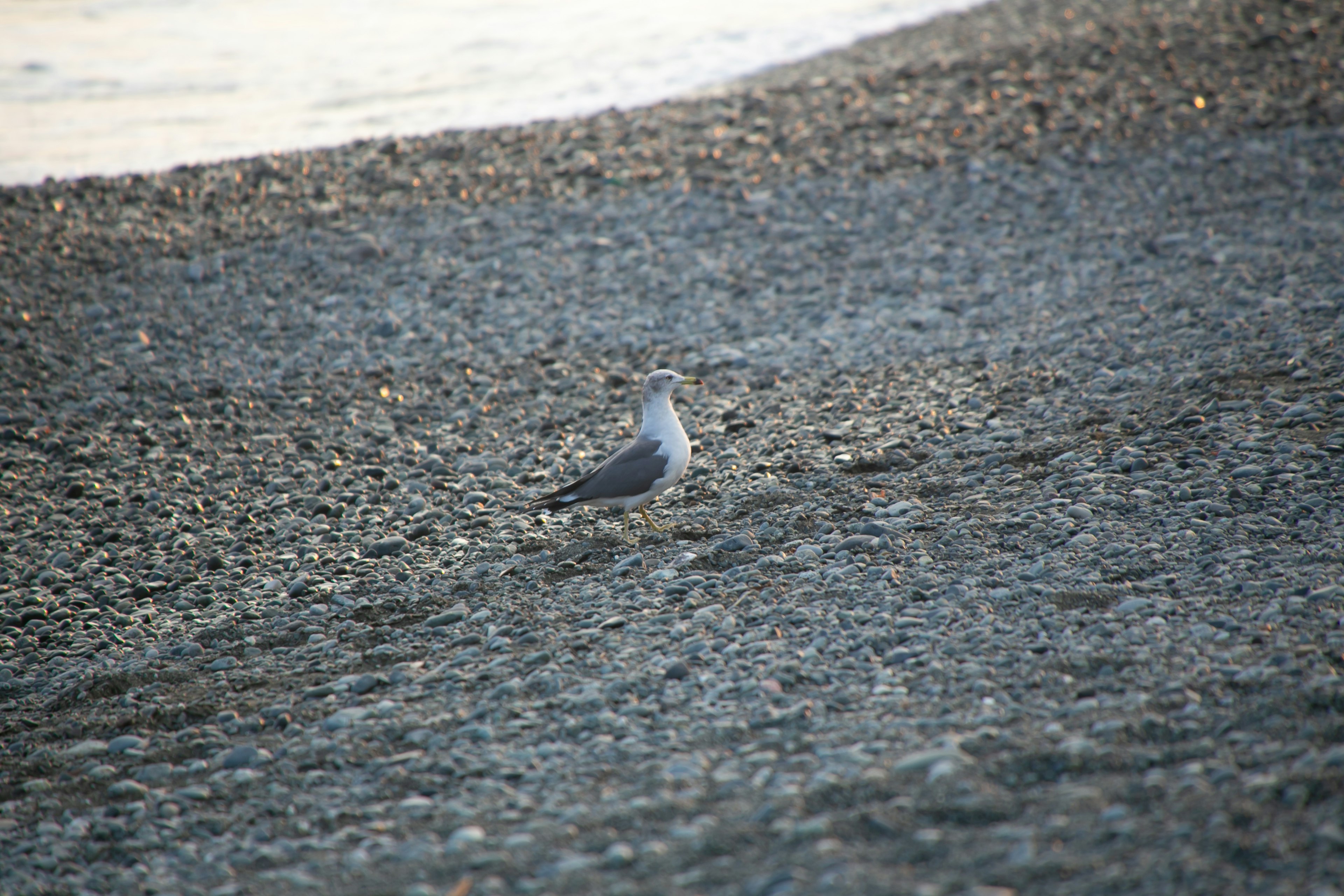 Mouette sur une plage de galets