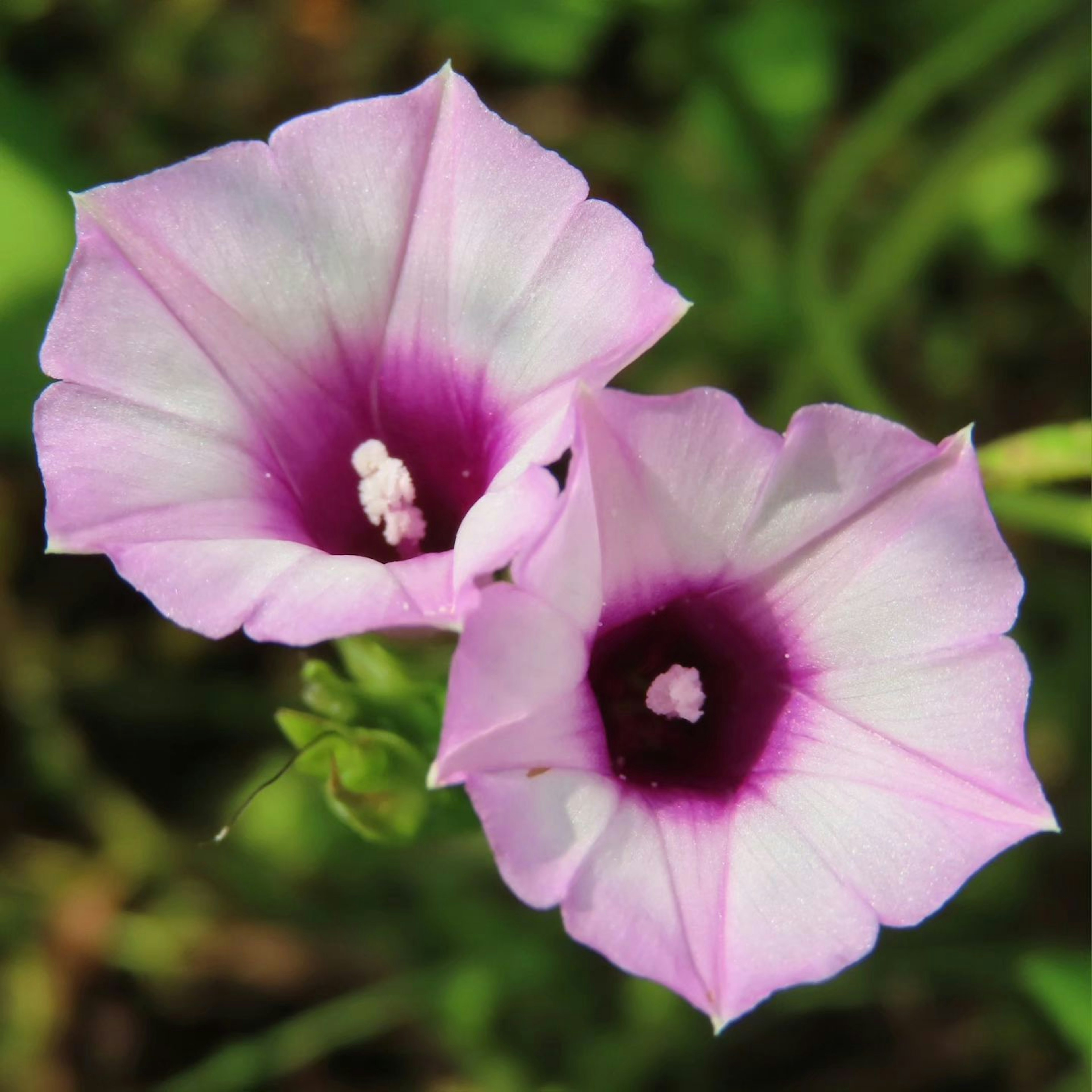 Zwei rosa und lila Blumen blühen mit komplizierten Details