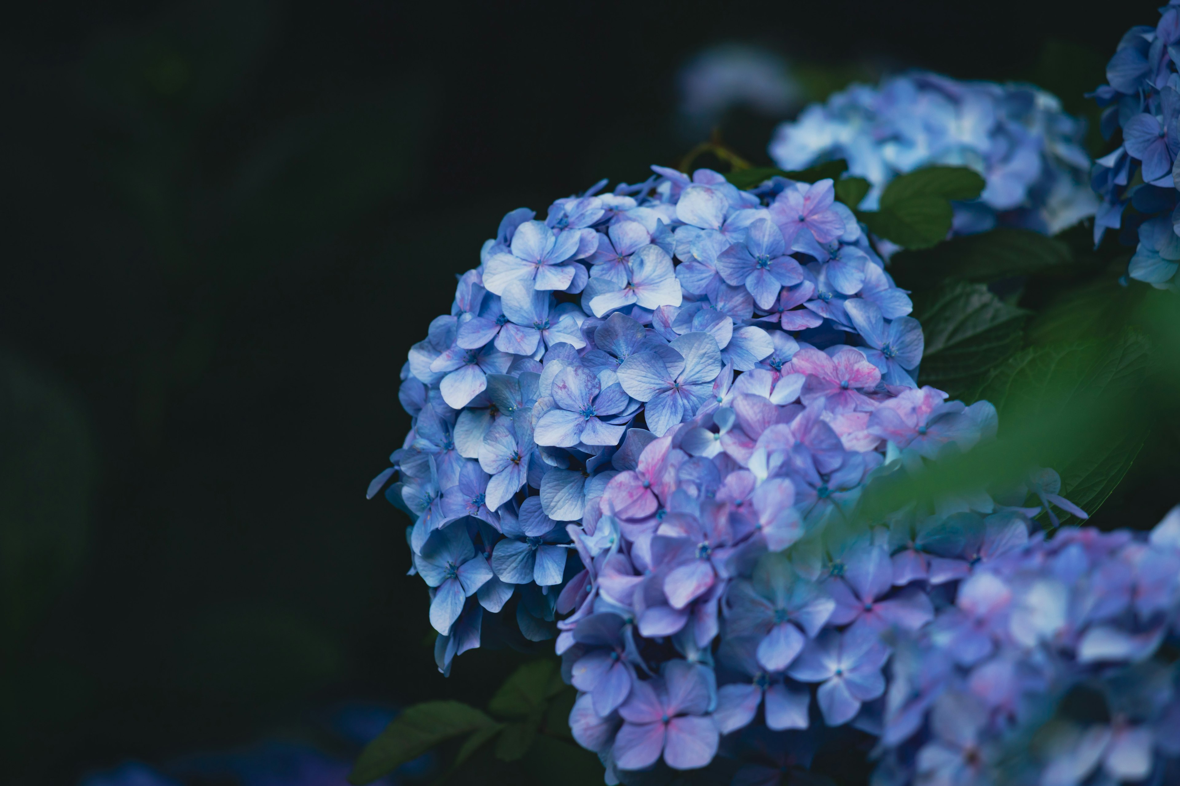 Fiori di ortensia blu e viola su uno sfondo scuro