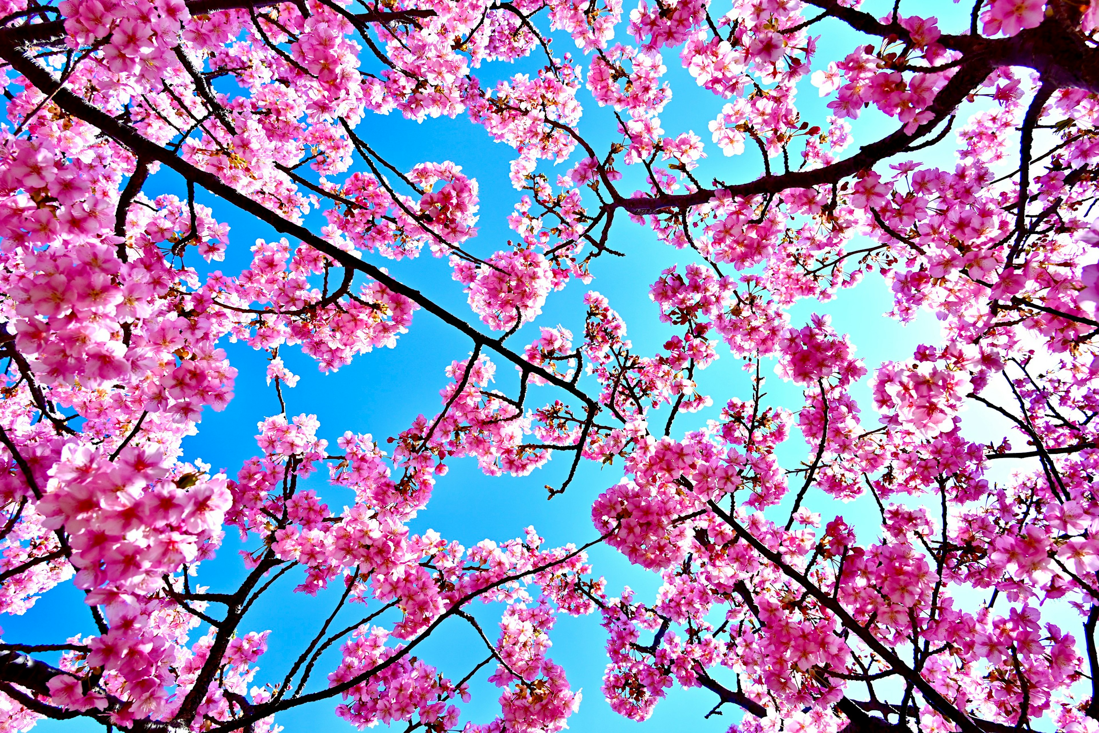 Schöne Aussicht auf Kirschblüten und Äste vor blauem Himmel