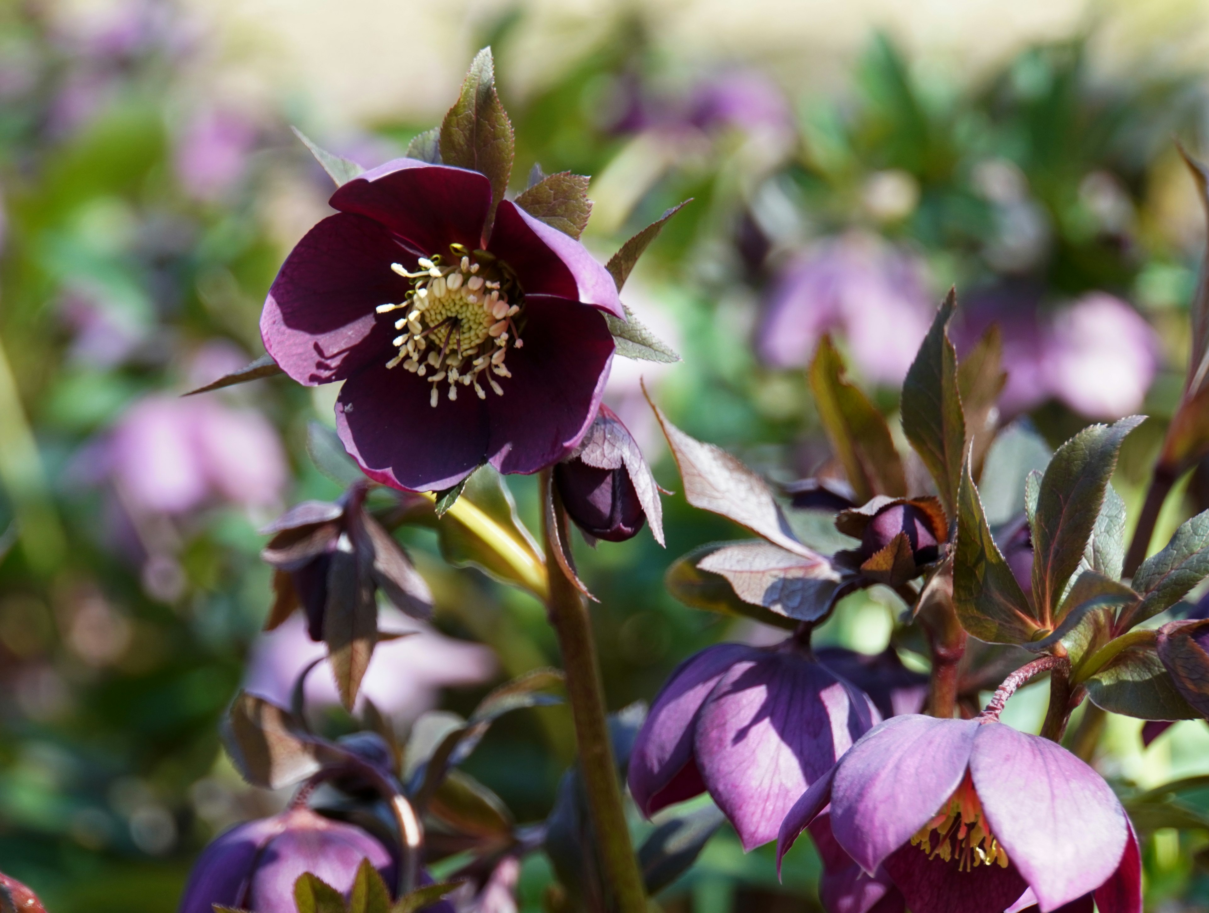 Nahaufnahme einer Pflanze mit blühenden lila Blumen