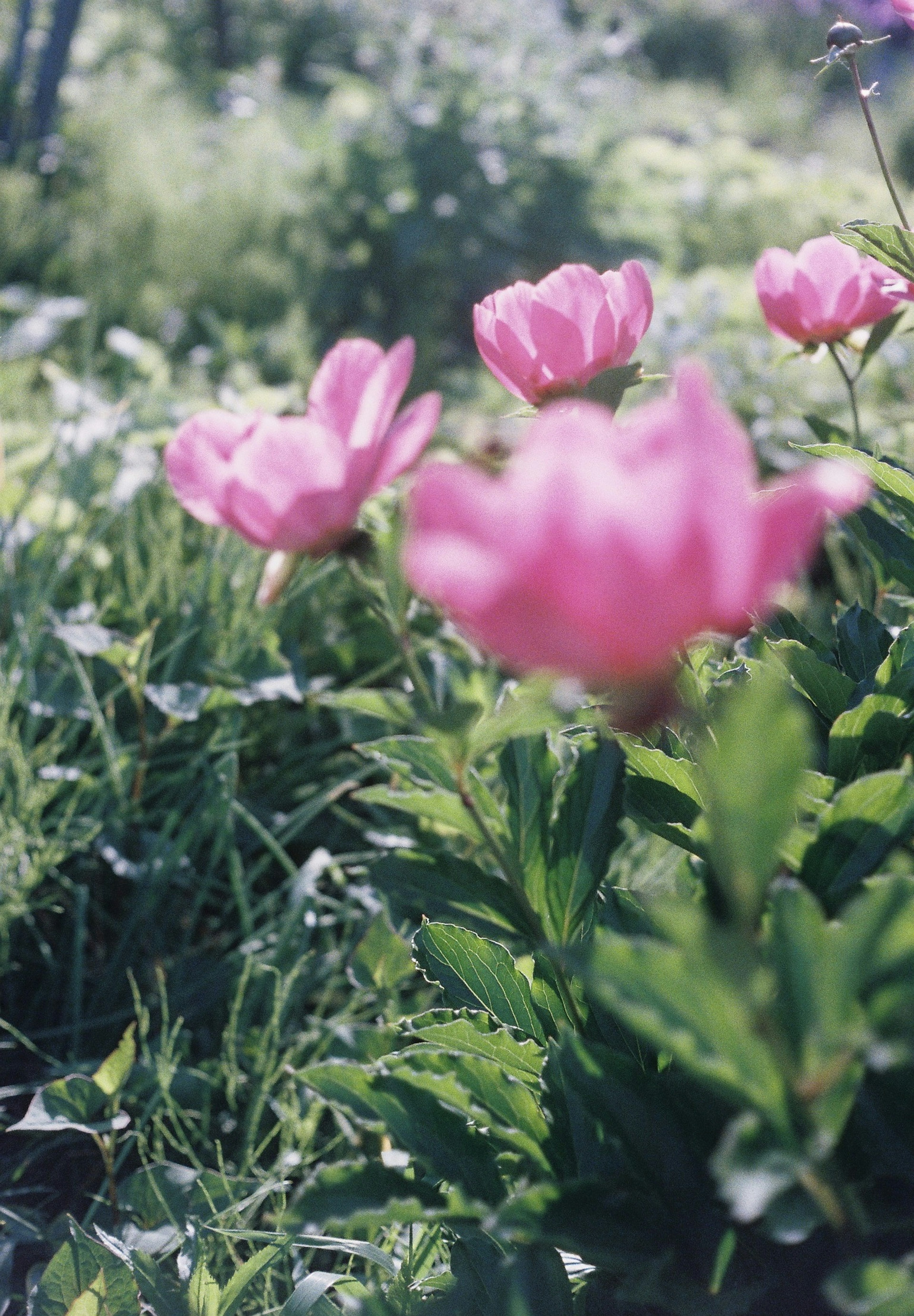 Pink flowers blooming in a green grassy field