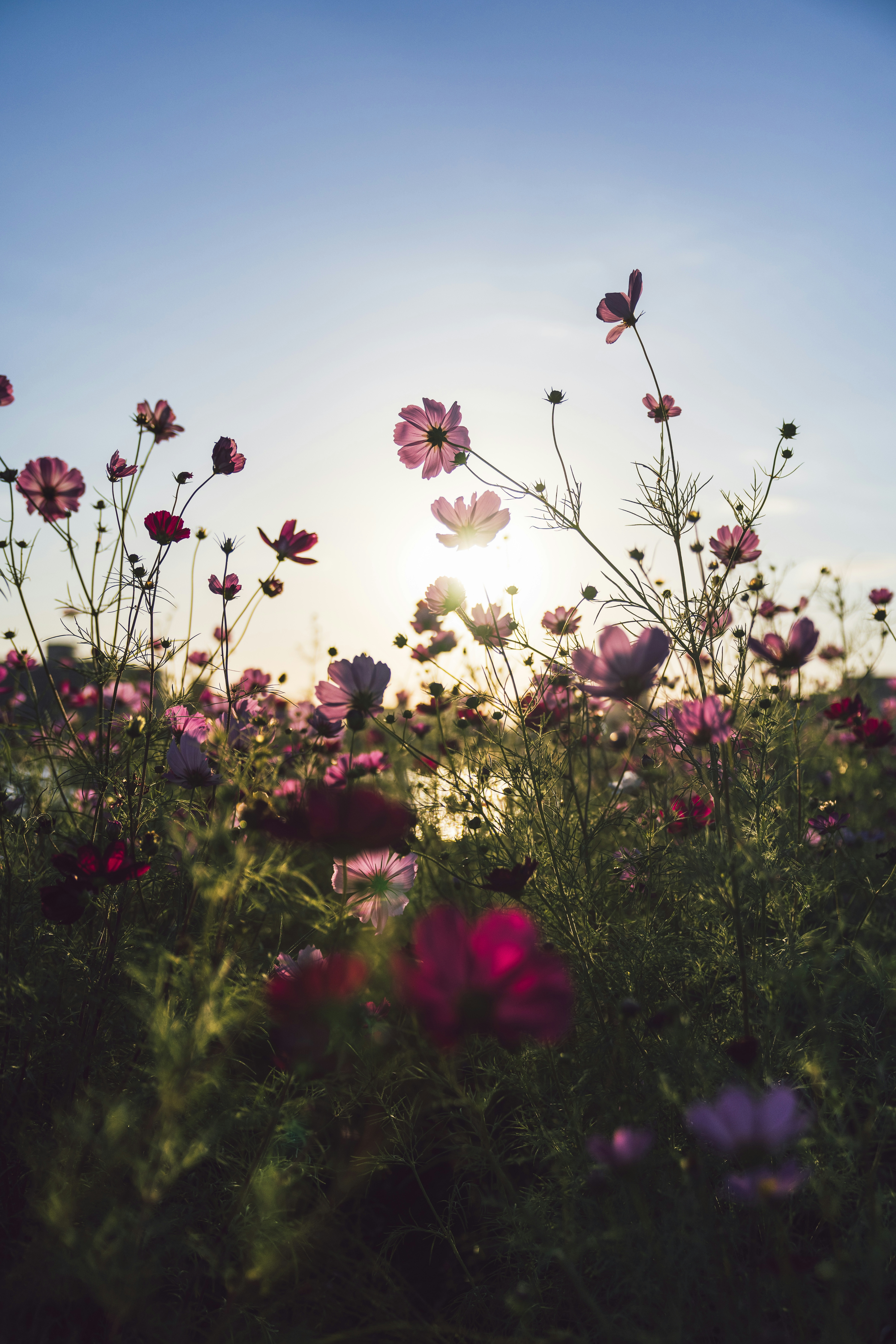 色とりどりの花が咲く風景に昇る太陽