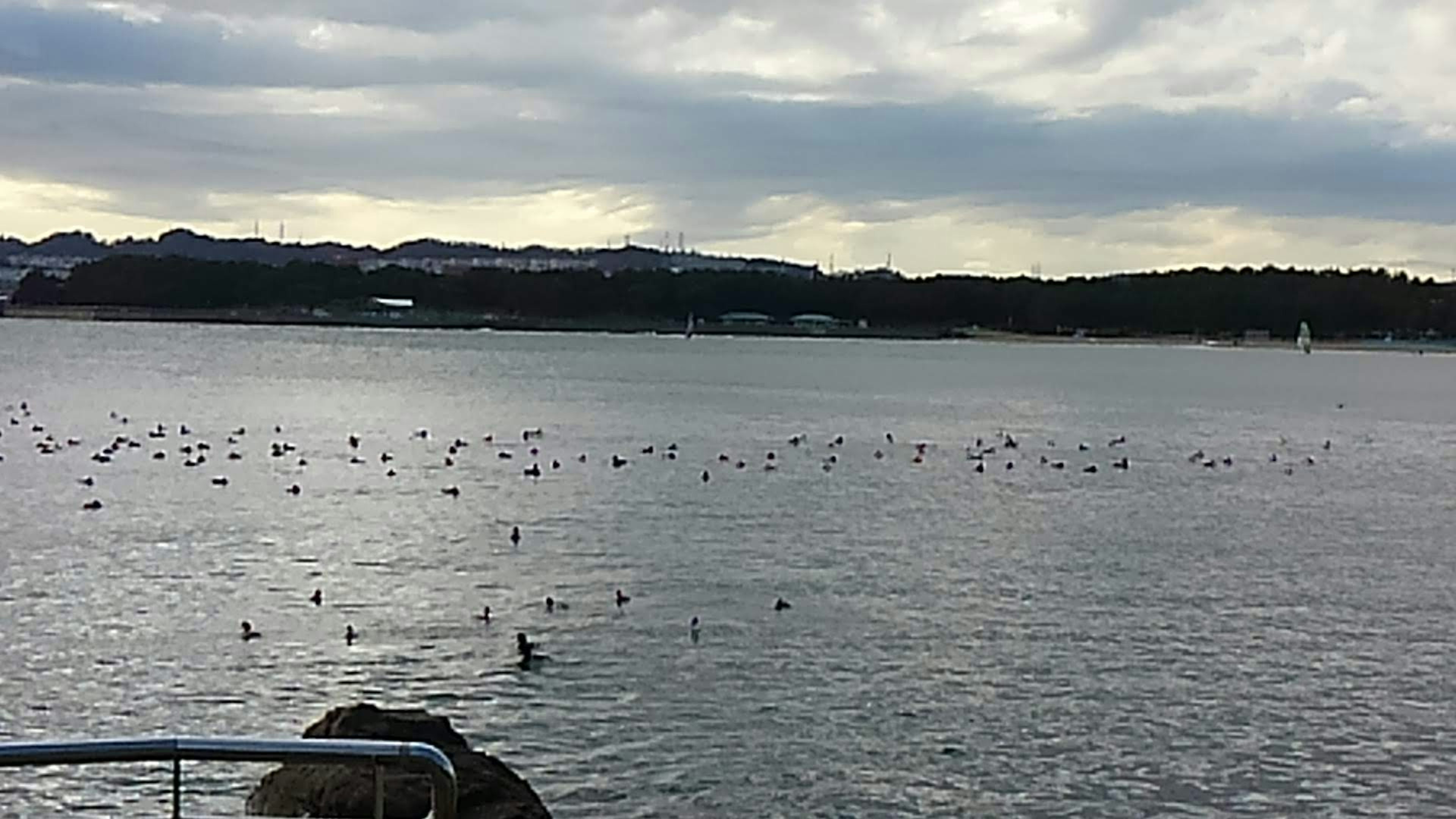 静かな海の景色に点在するカモメたちと小さな島