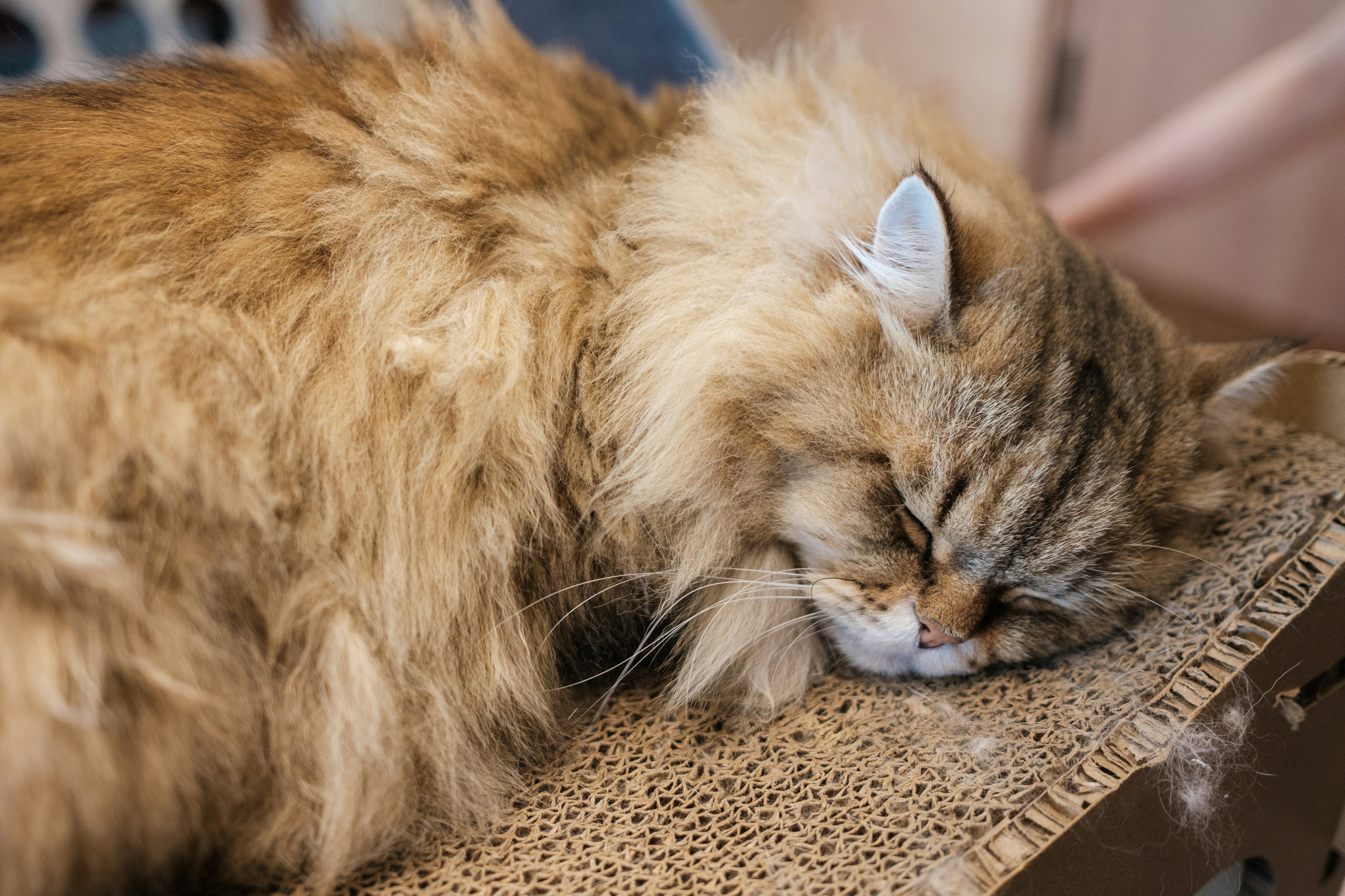 一只毛茸茸的猫在抓挠柱上睡觉