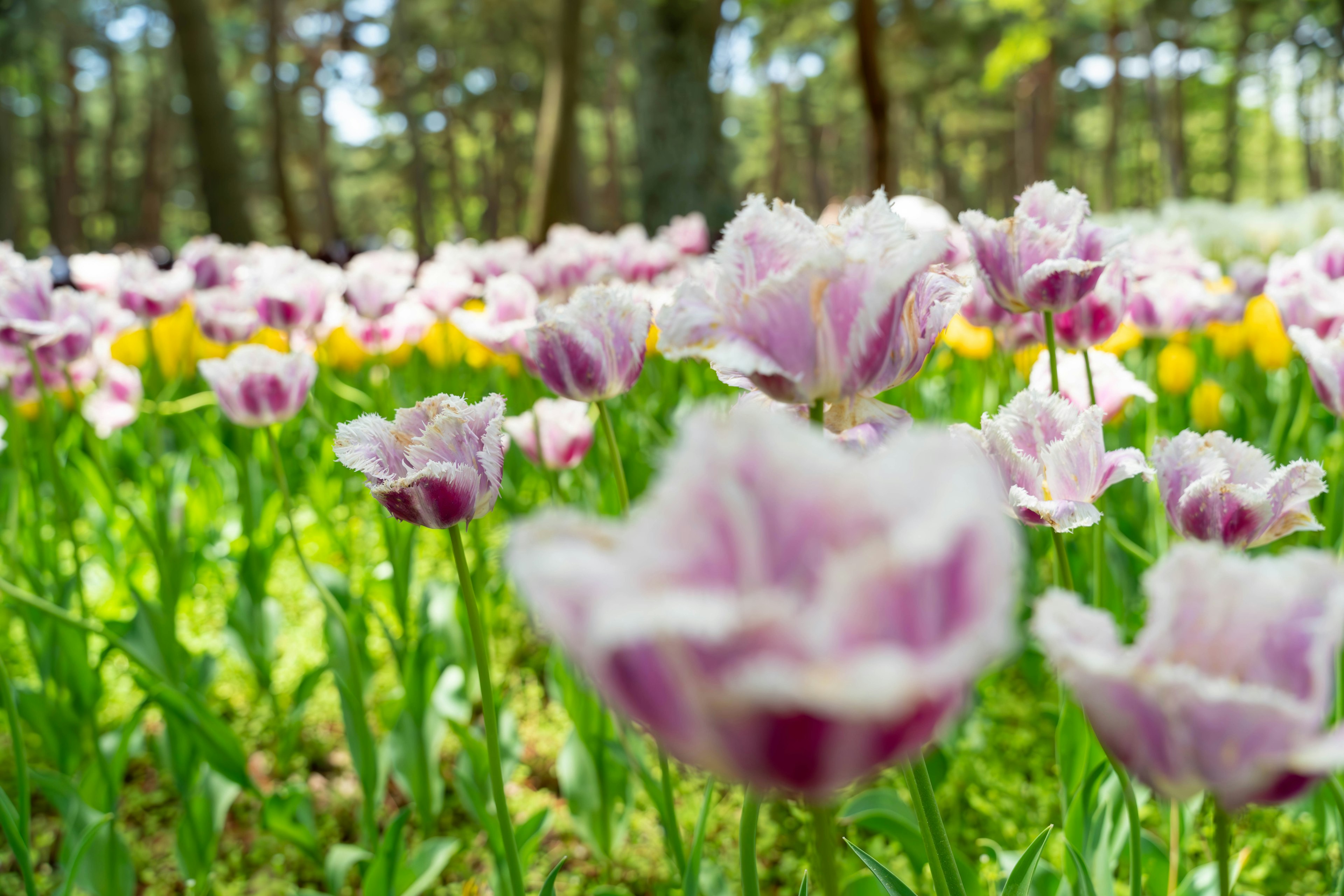 Ein Feld mit lila Tulpen, das inmitten von grünem Gras in einer Waldumgebung blüht