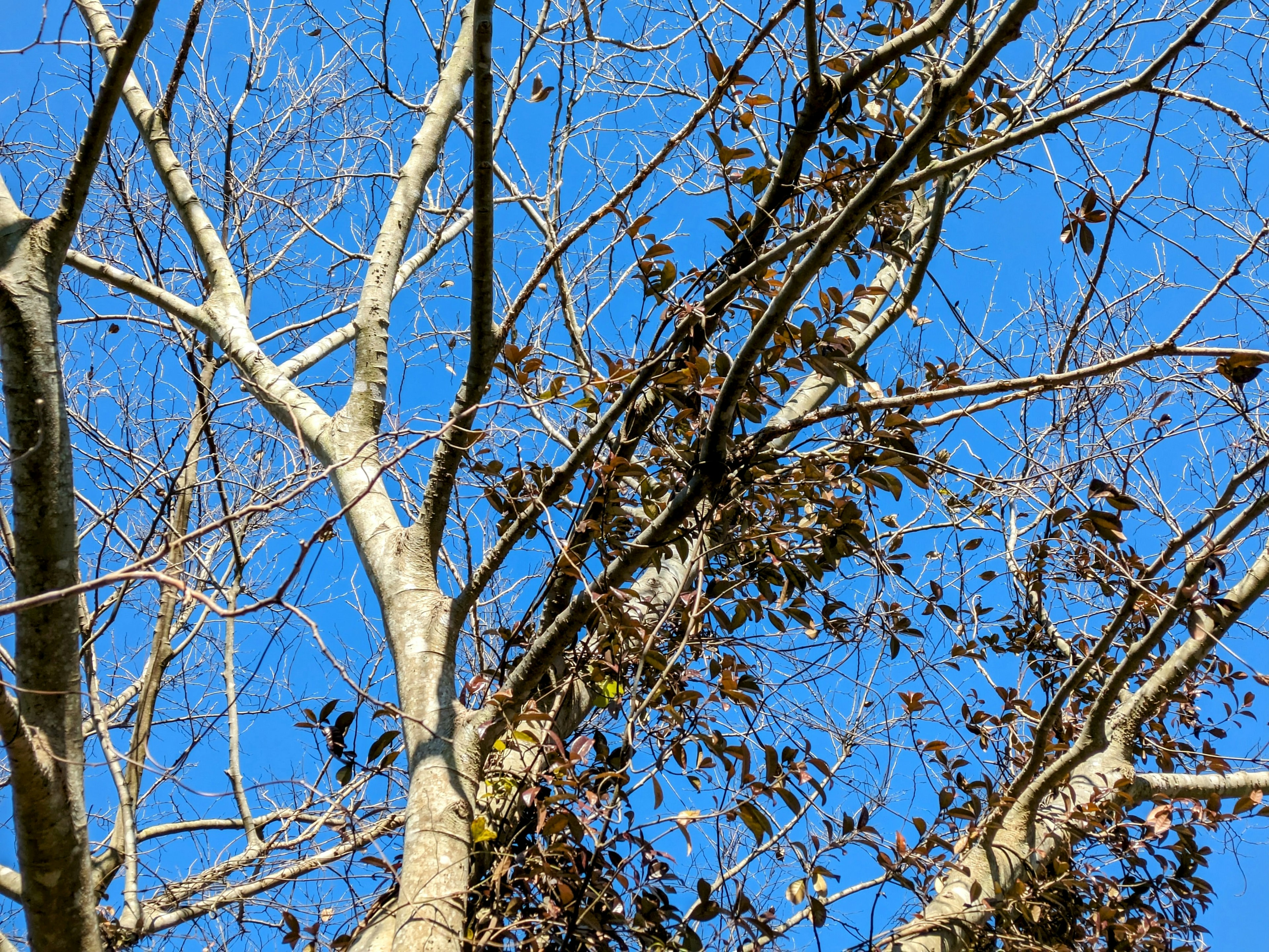 Tree branches and leaves against a blue sky