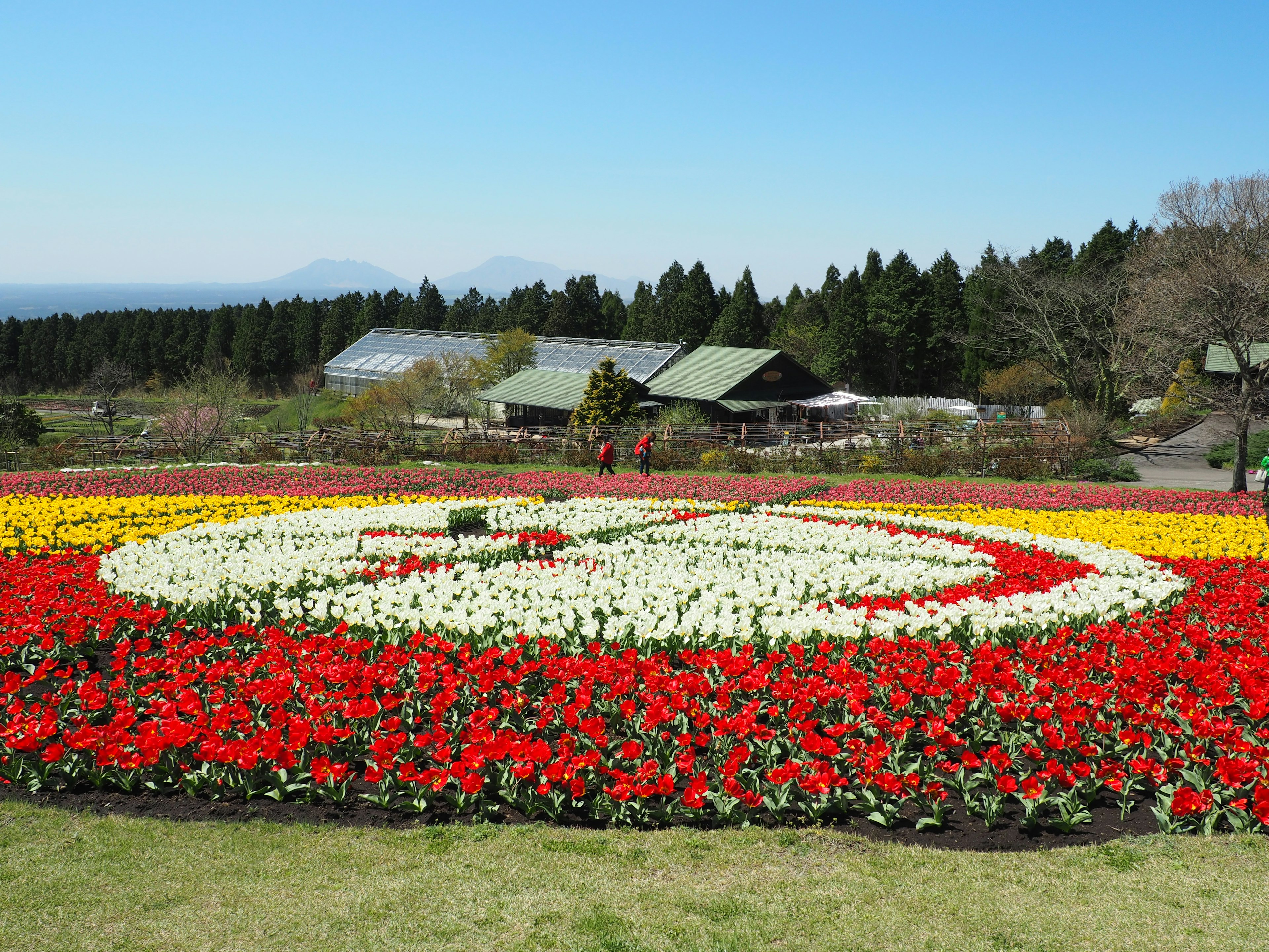 Parterre de tulipanes coloridos formando un gran patrón con un paisaje verde al fondo