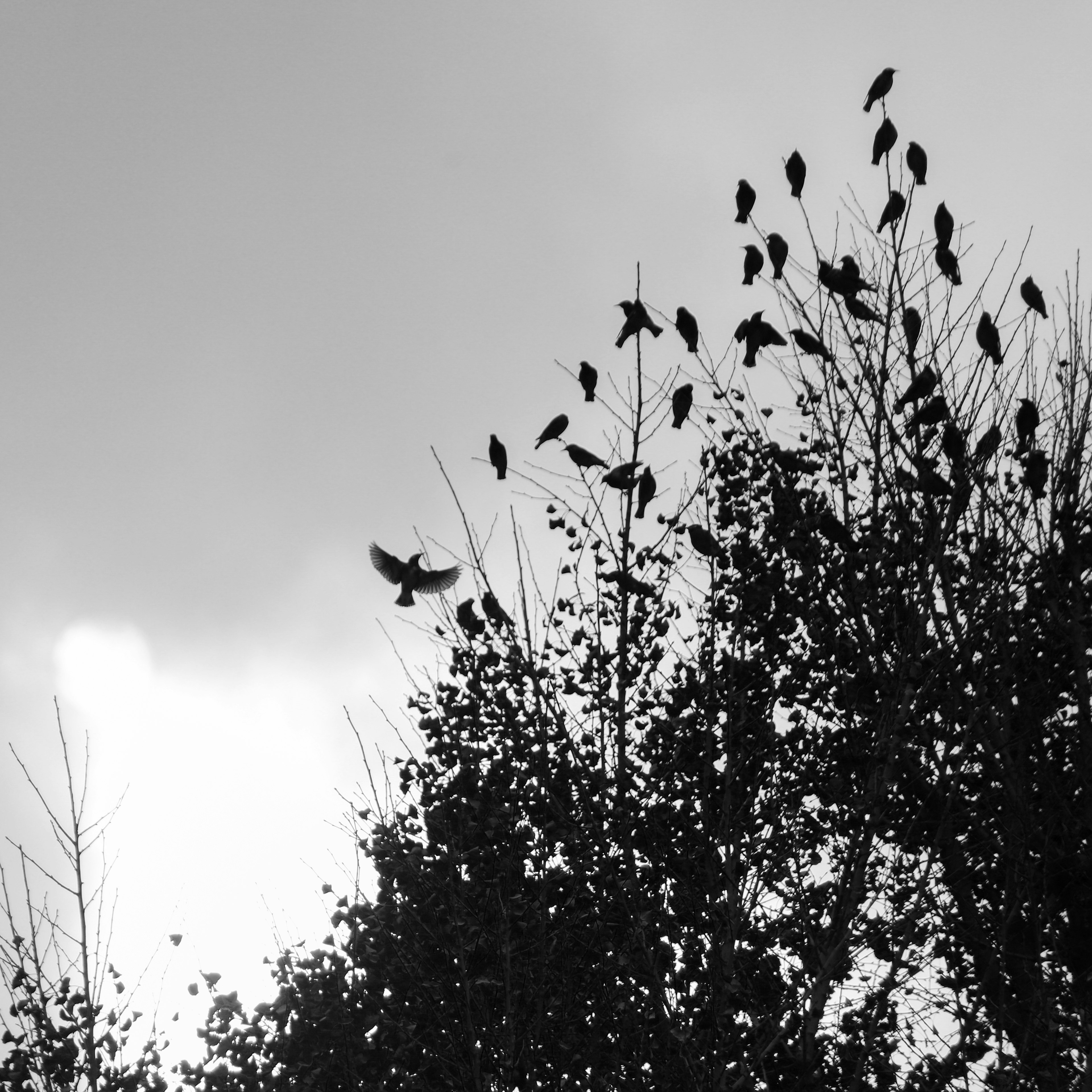 木々のシルエットに止まる多くの鳥と空の雲が描かれたモノクロ写真