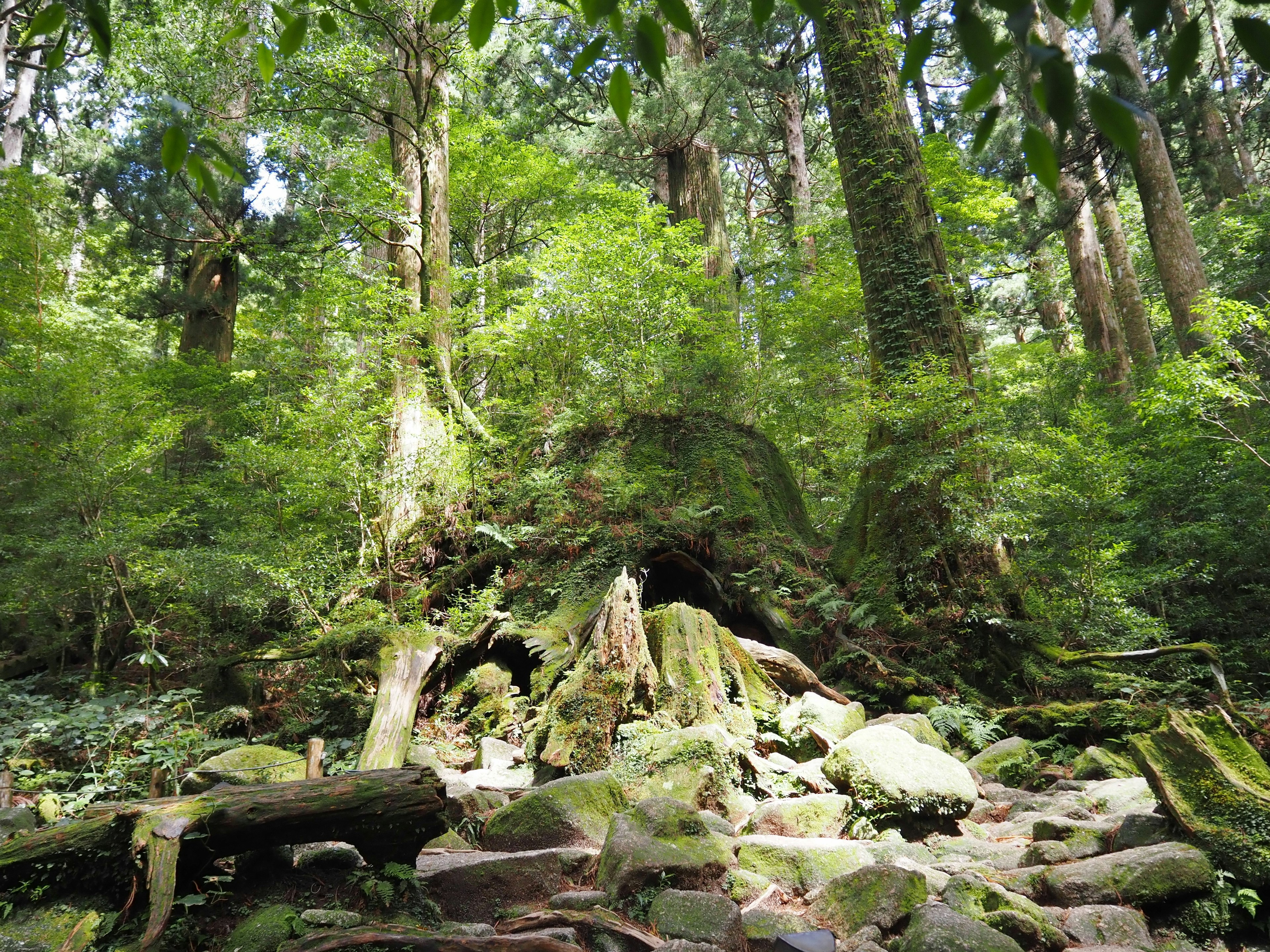 Escena de bosque frondoso con rocas cubiertas de musgo y árboles altos