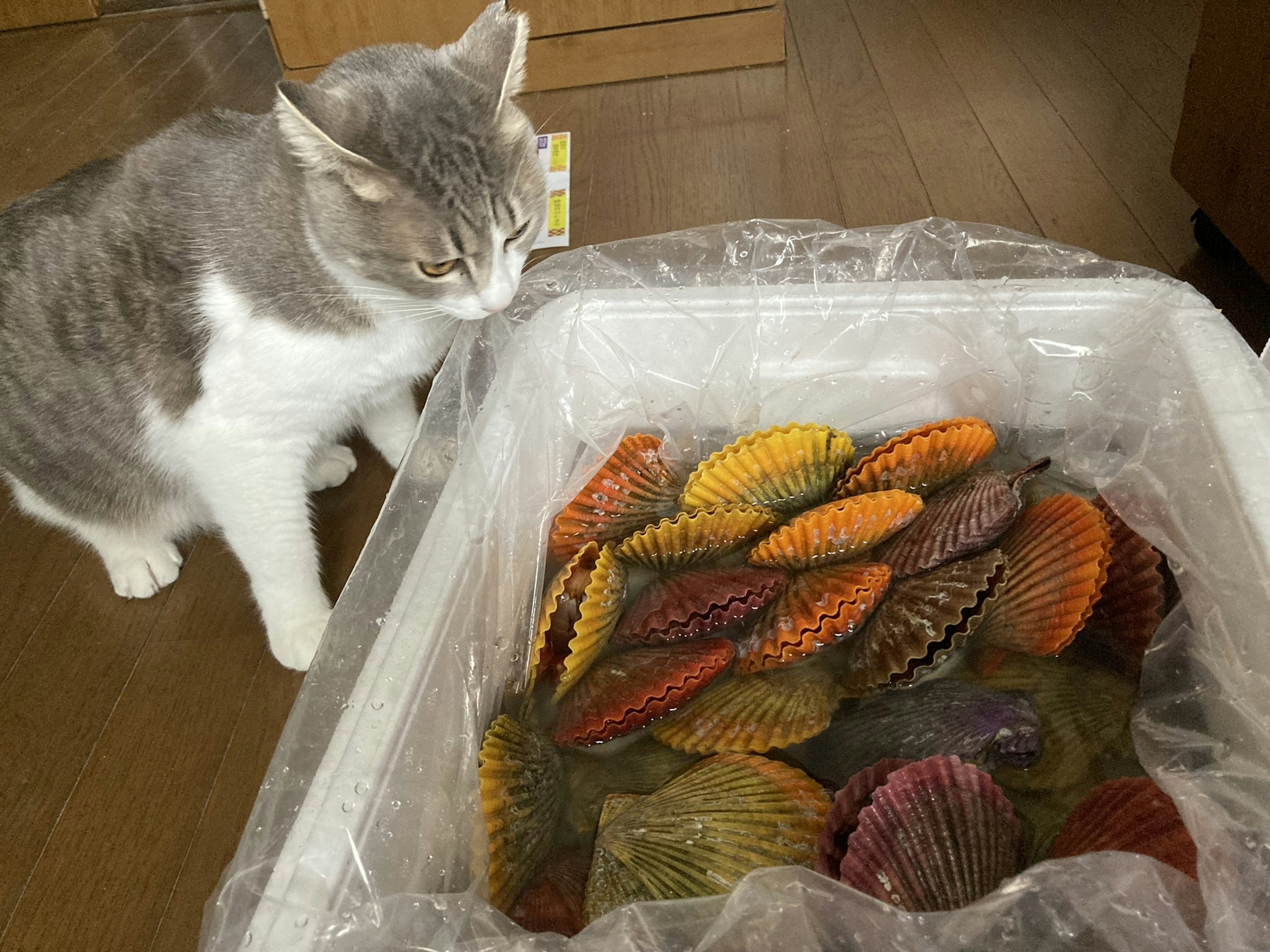 Gray and white cat observing colorful shells in a container