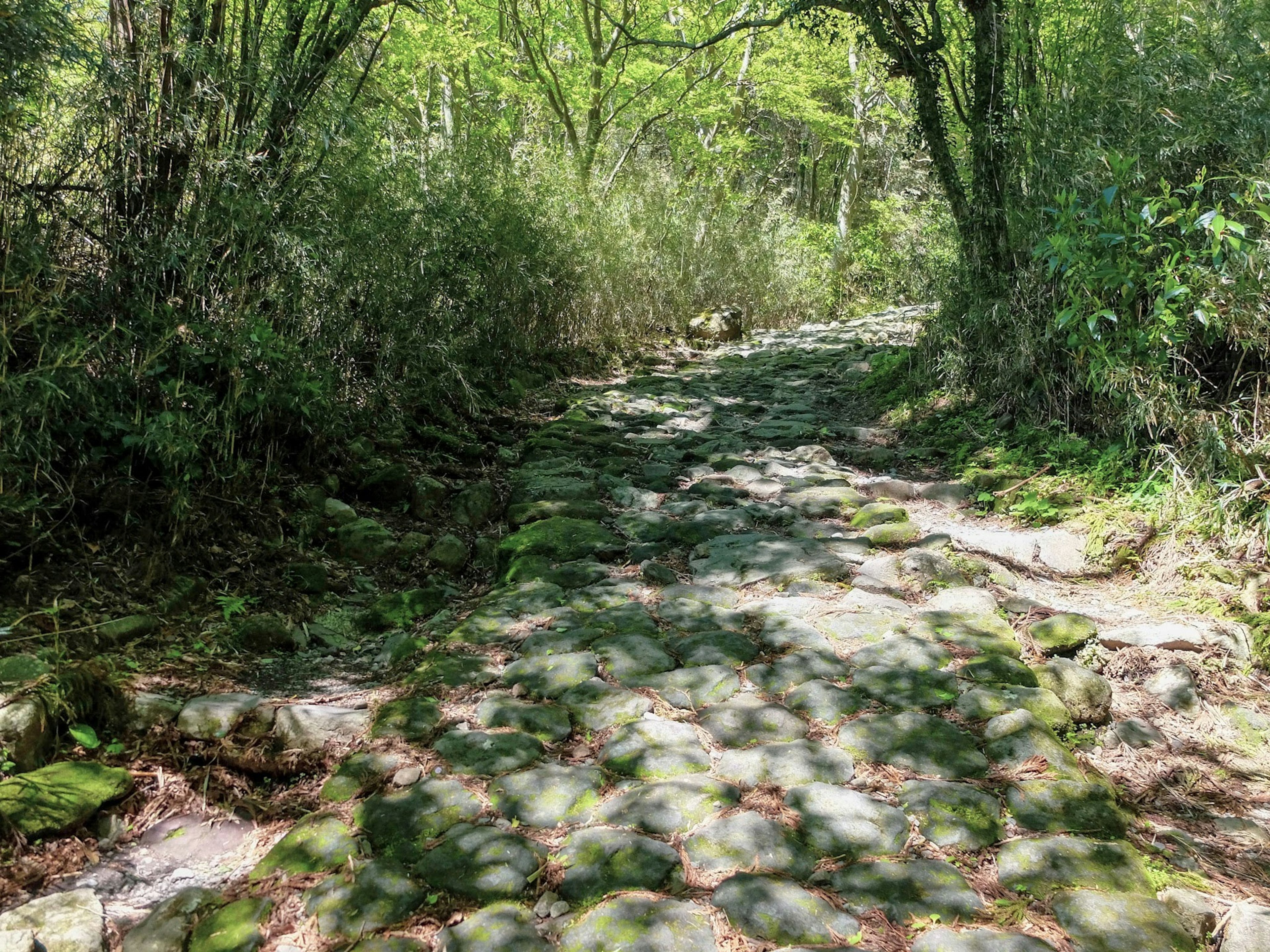 Un sendero estrecho en un bosque verde con un suelo rocoso cubierto de musgo