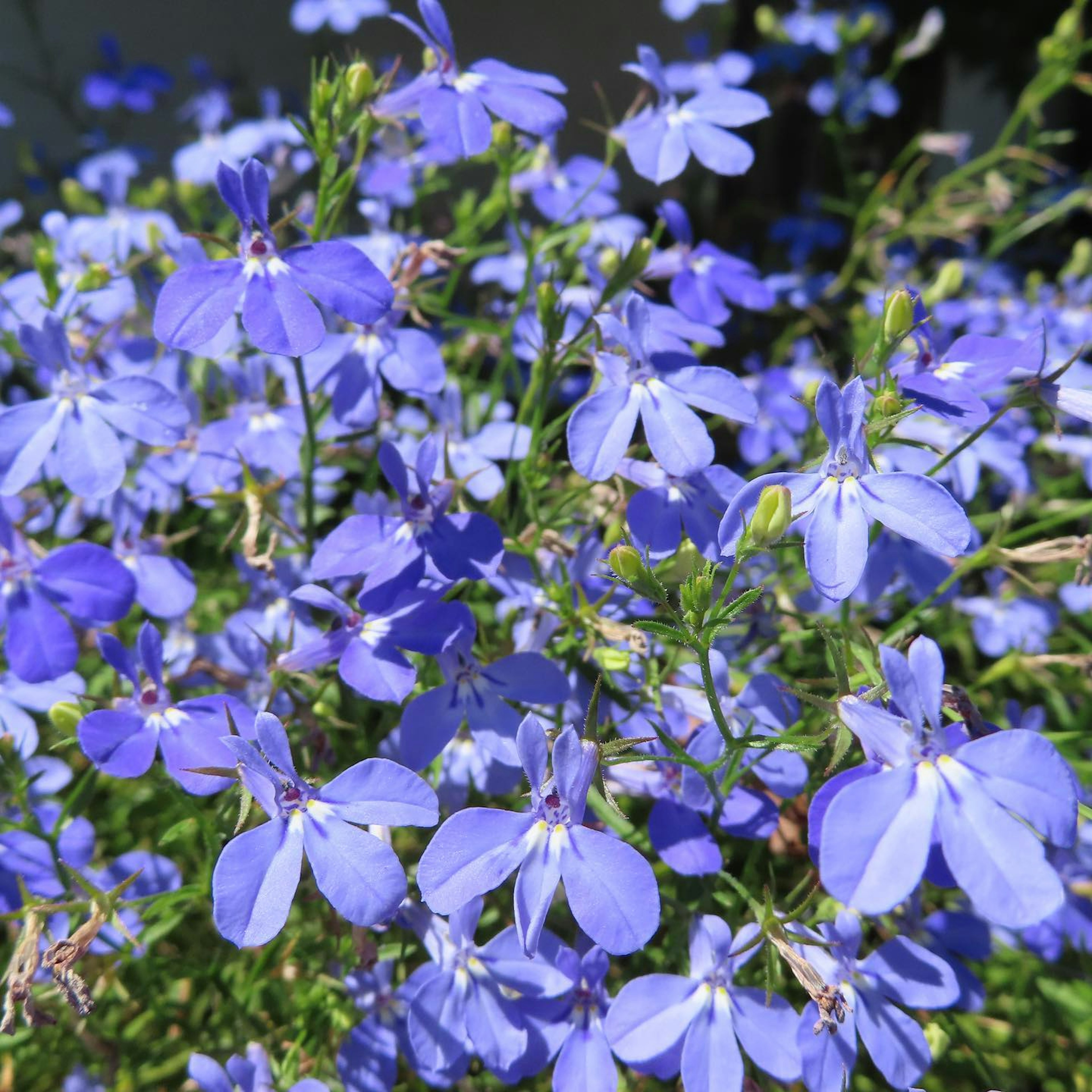 鮮やかな青紫色の花が咲いている植物のクローズアップ