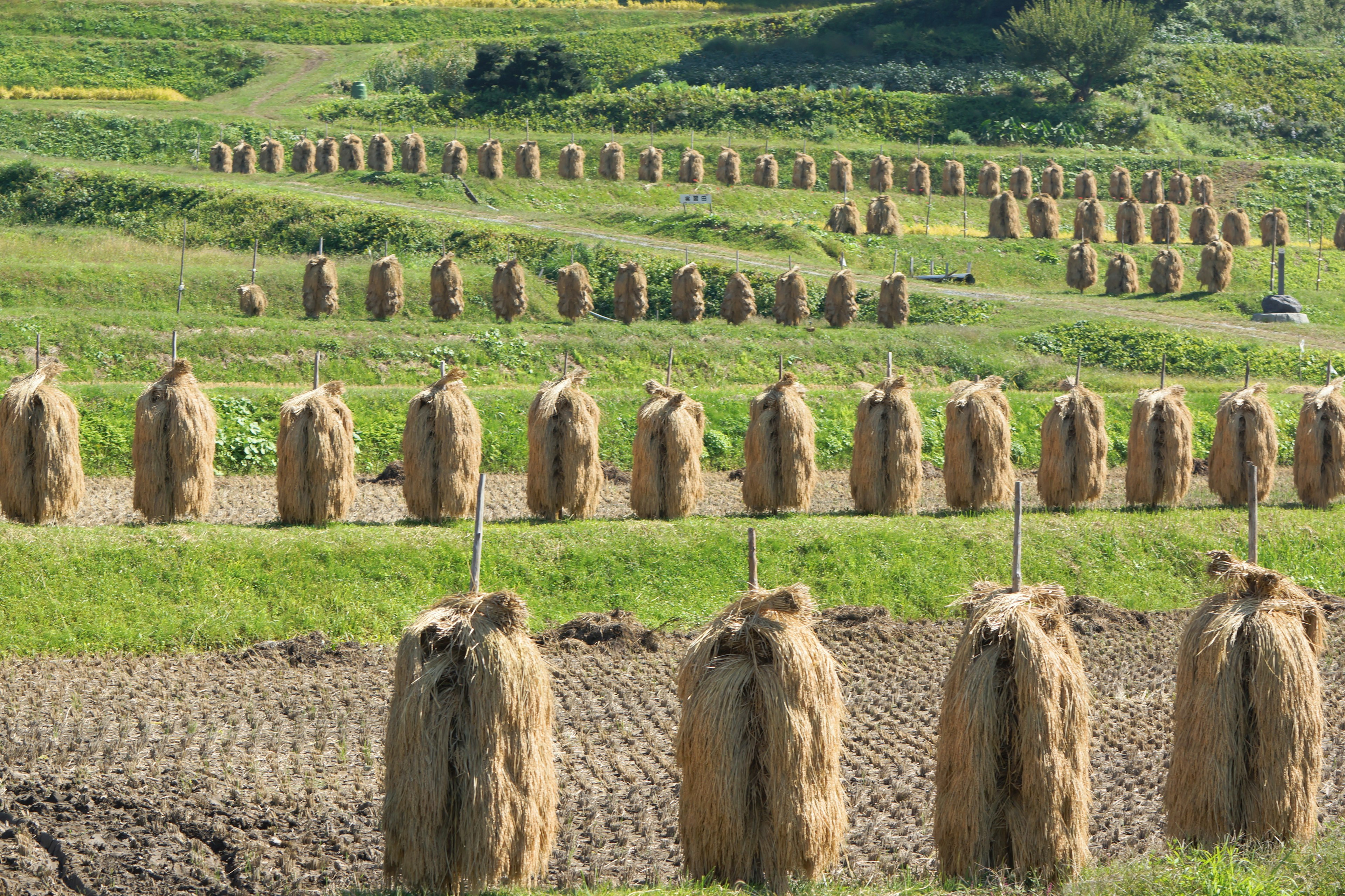 Neatly arranged bundles of straw in a green rice field