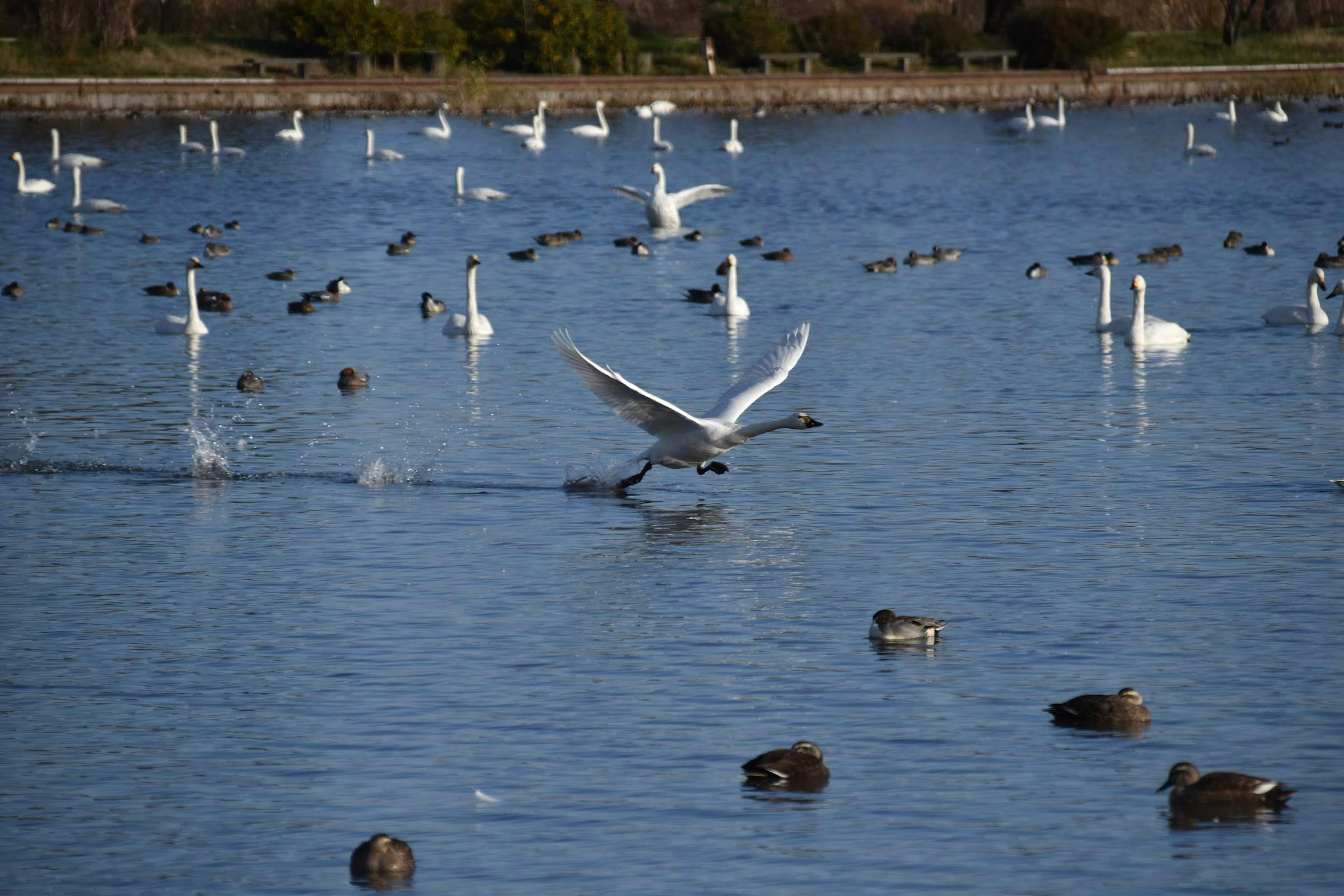 Escena de un cisne despegando del agua con patos flotando cerca