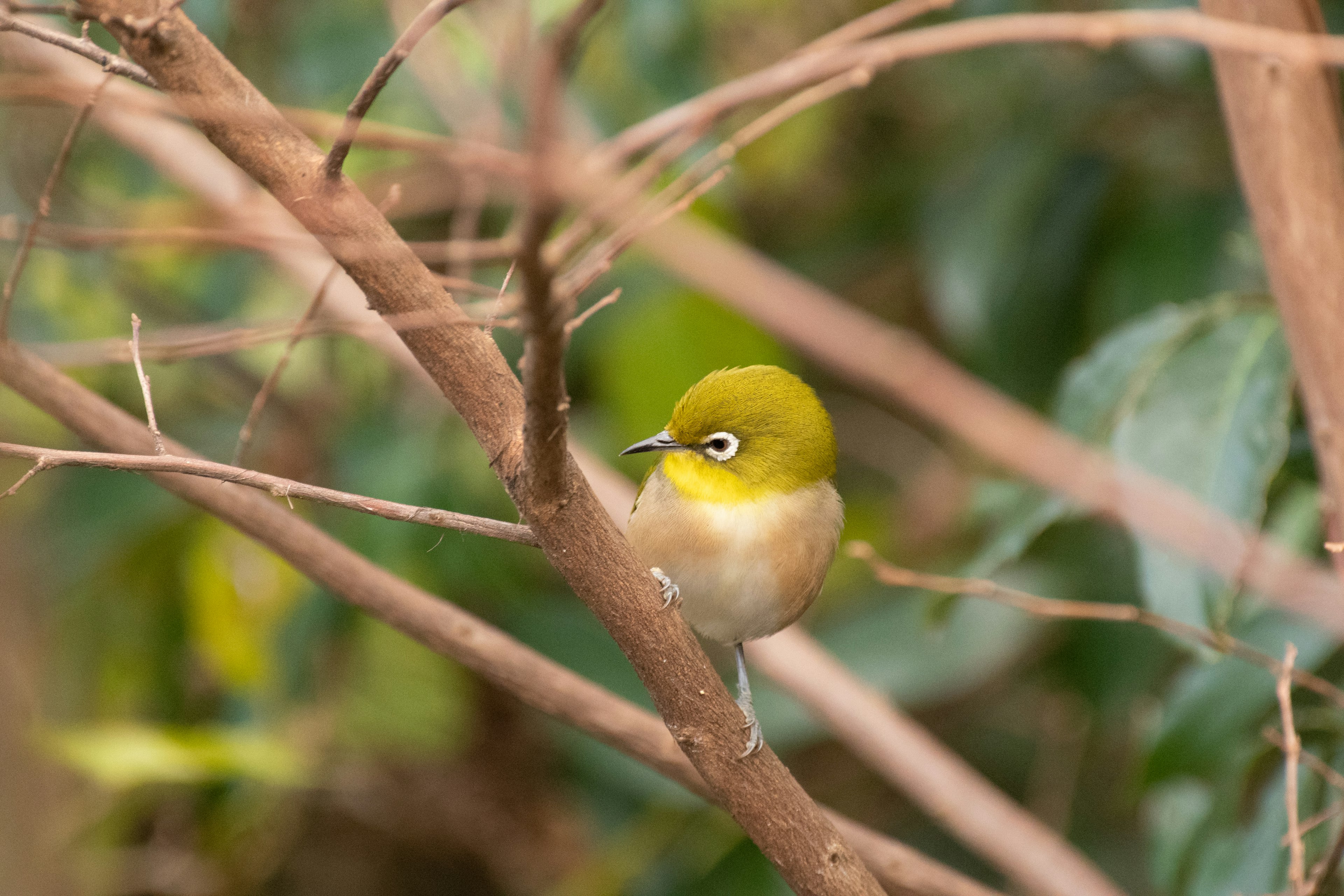 Ein kleiner grüner Vogel, der auf einem Ast sitzt