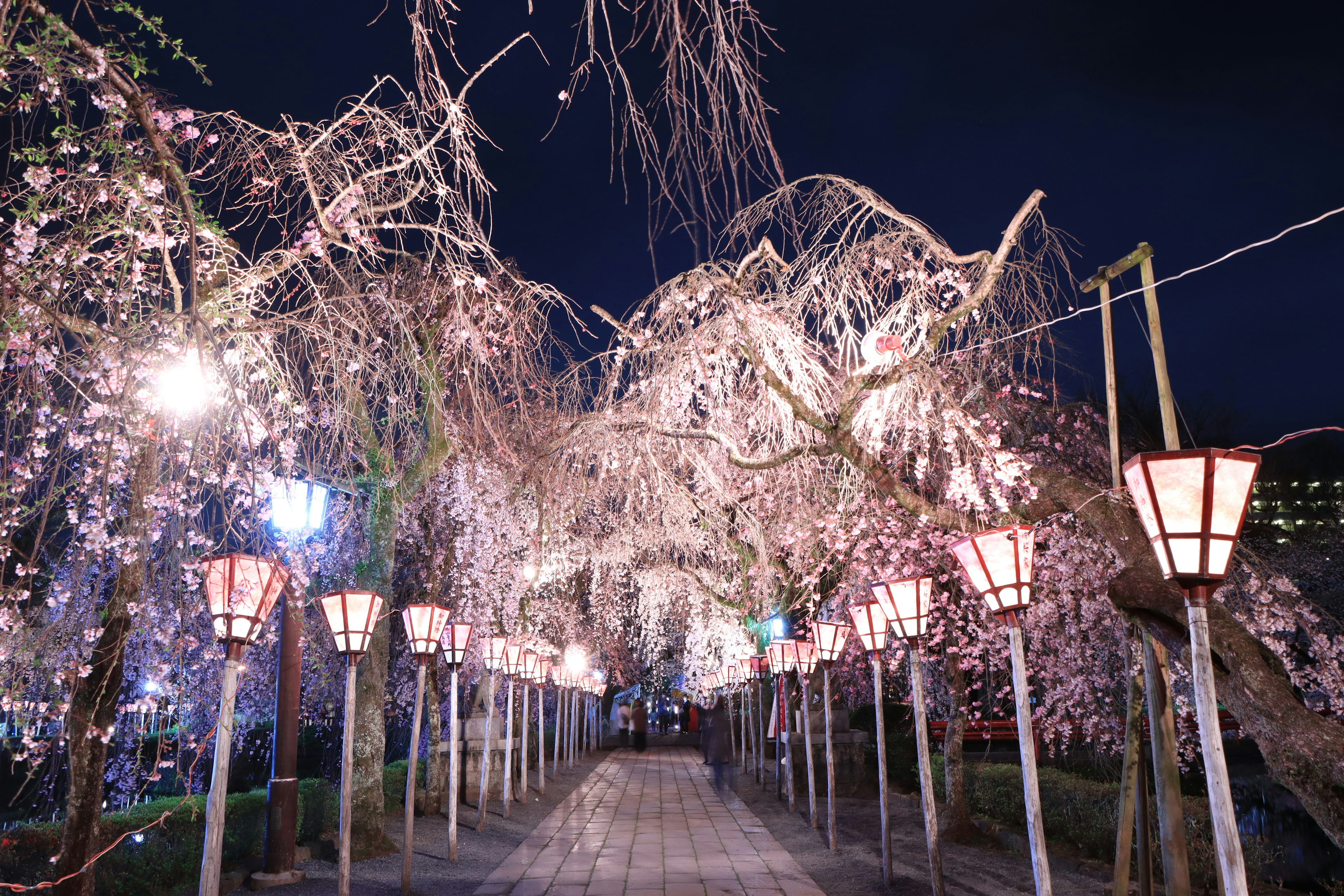 夜桜の下に並ぶ提灯と桜の木が幻想的な小道