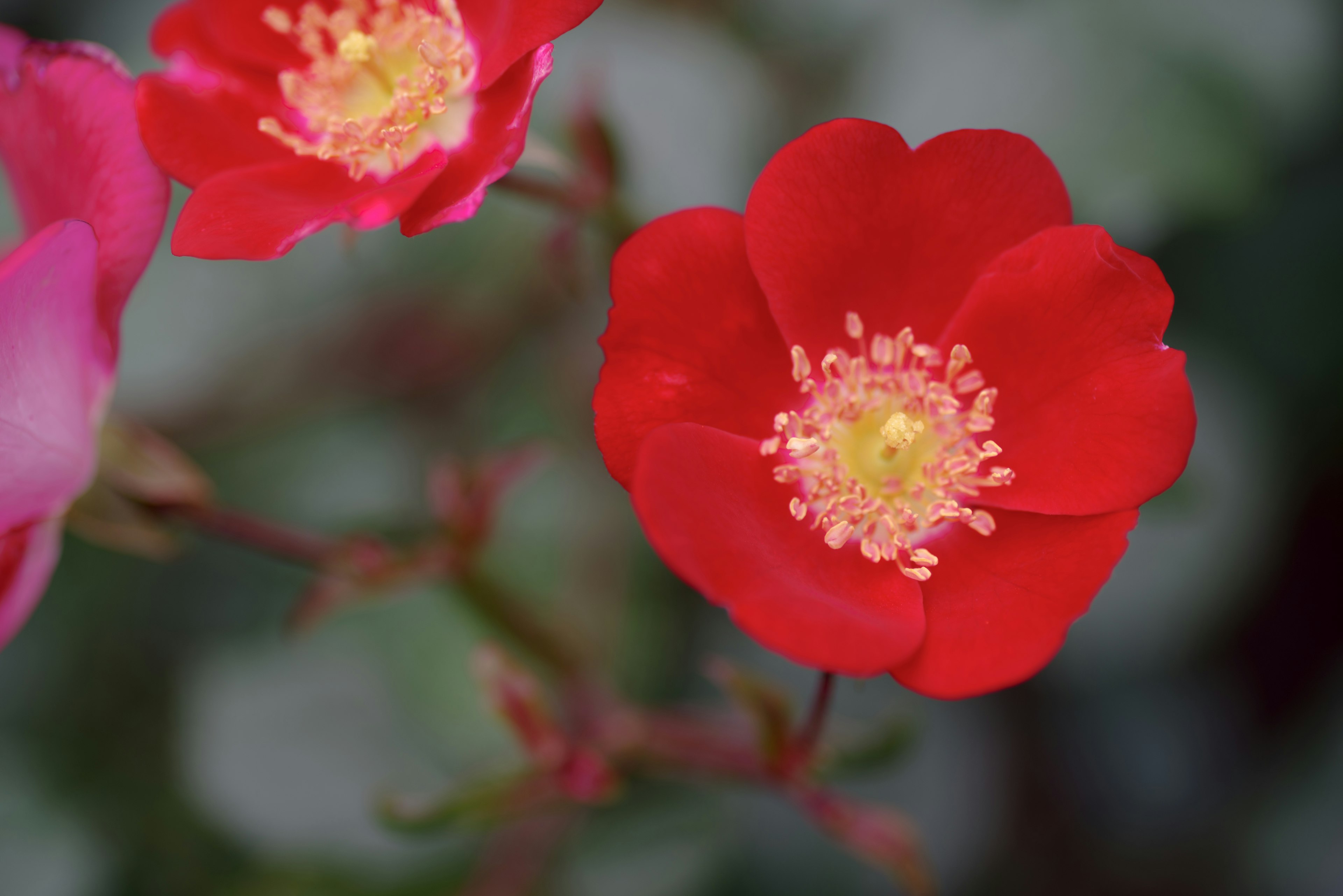 Lebendige rote Blume blüht mit gelbem Zentrum