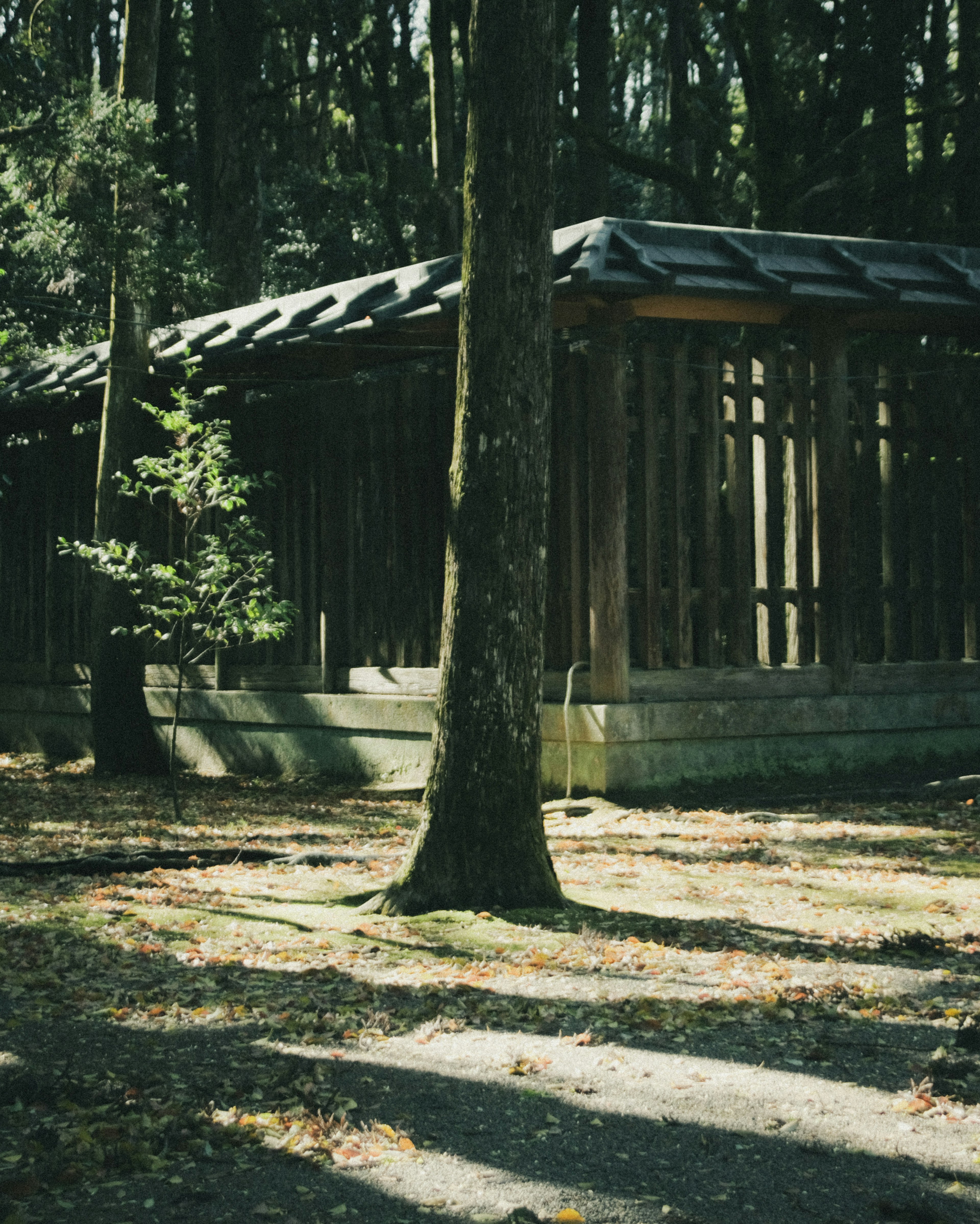 Wooden structure in a forest with shadows