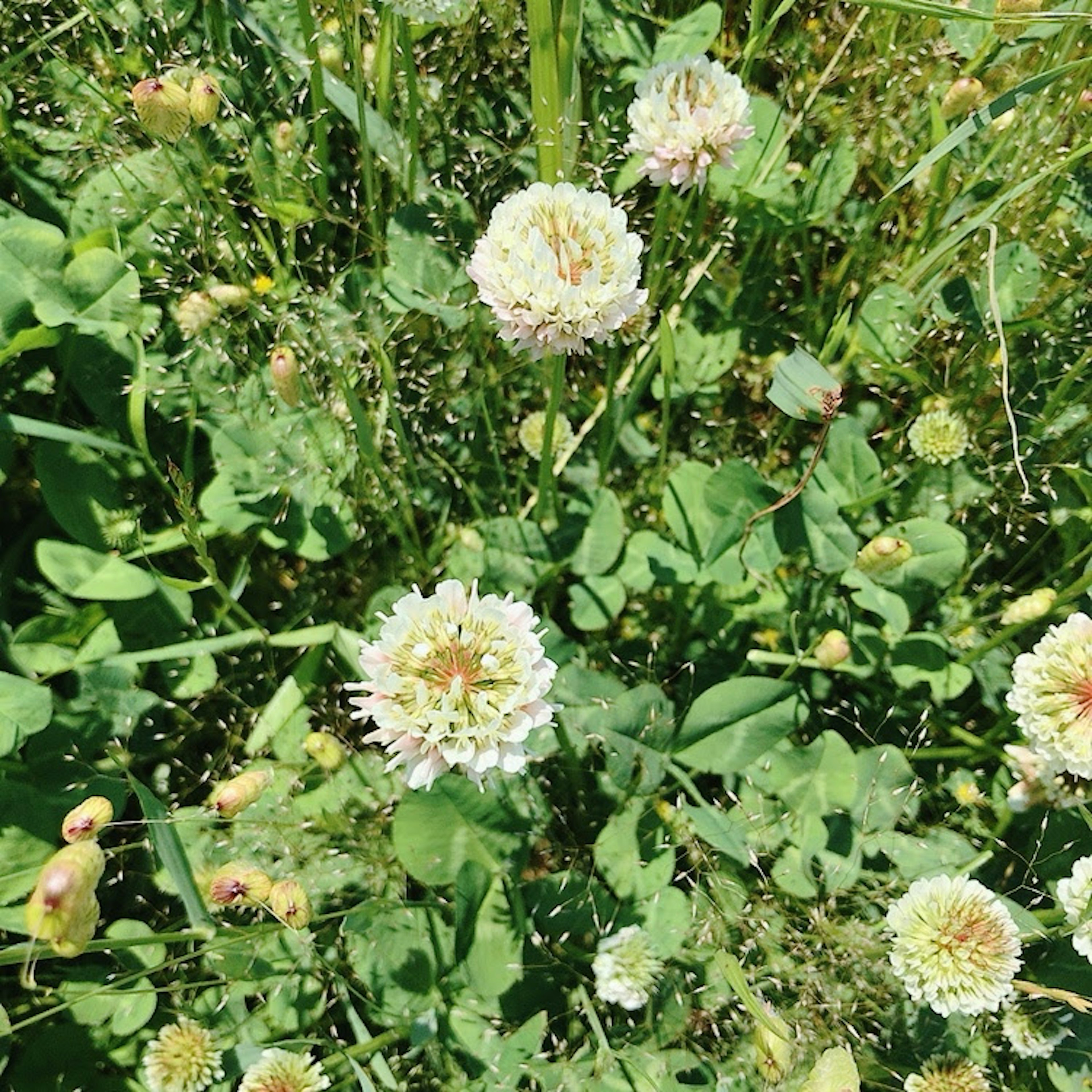 白いクローバーの花が緑の草の中に咲いている