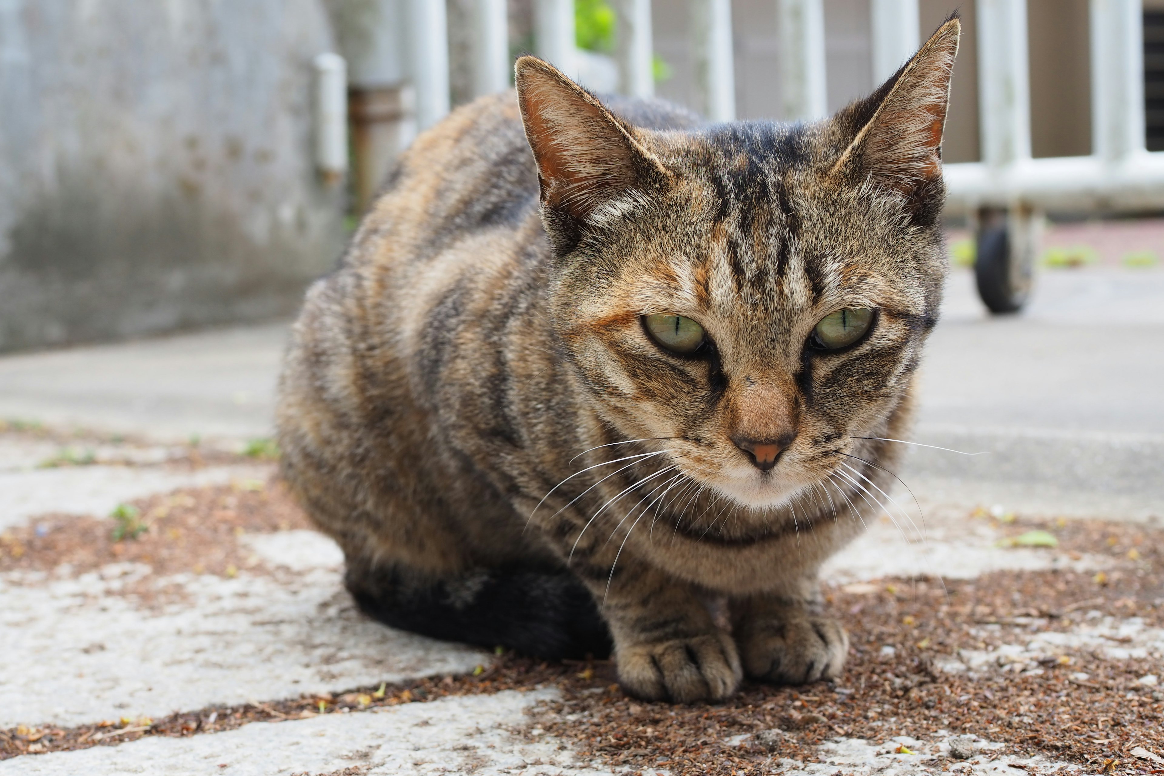 A brown and black striped cat sitting on the ground