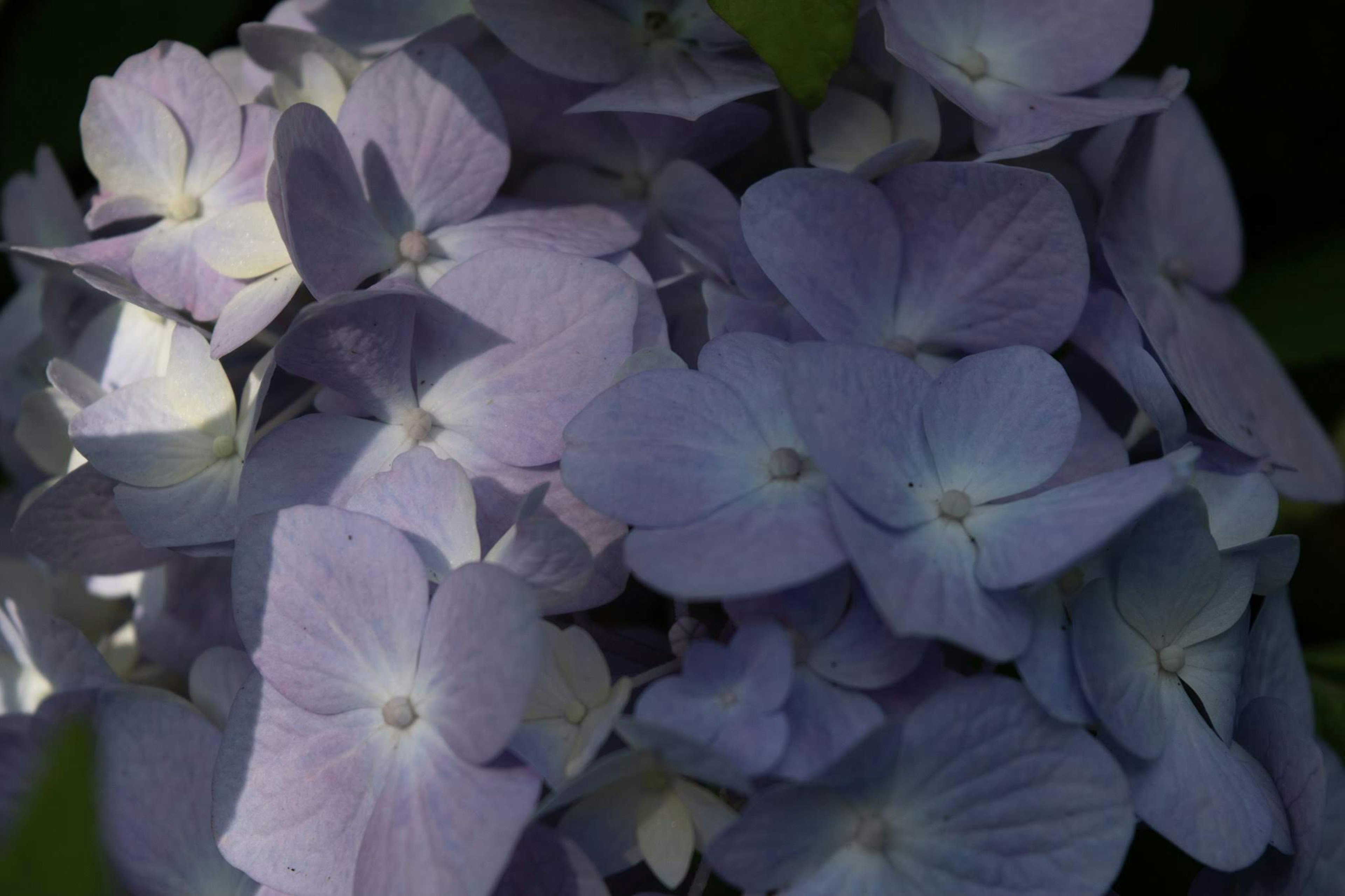 Cluster of pale purple hydrangea flowers