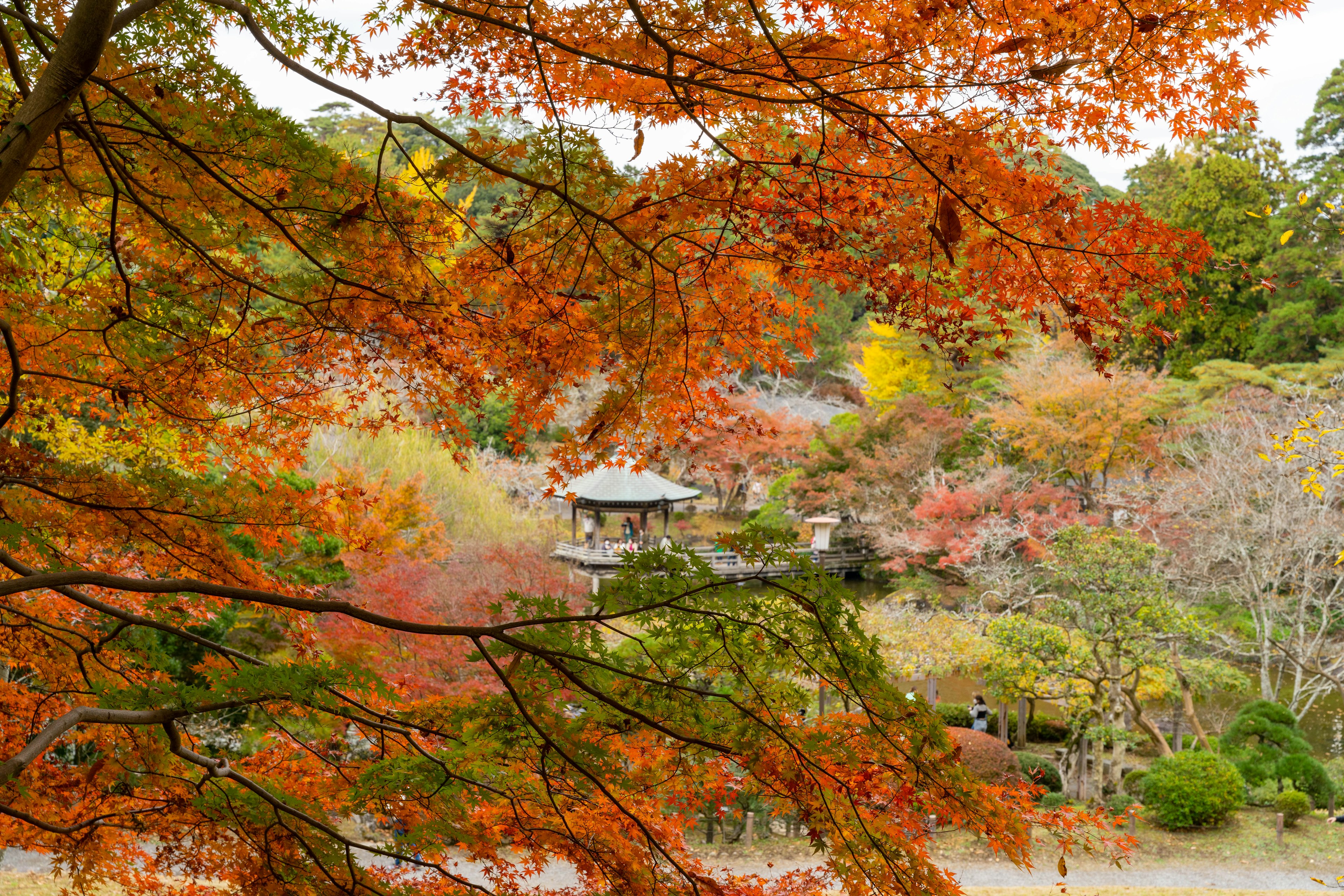 Scenic view of a garden with vibrant autumn leaves and a distant building