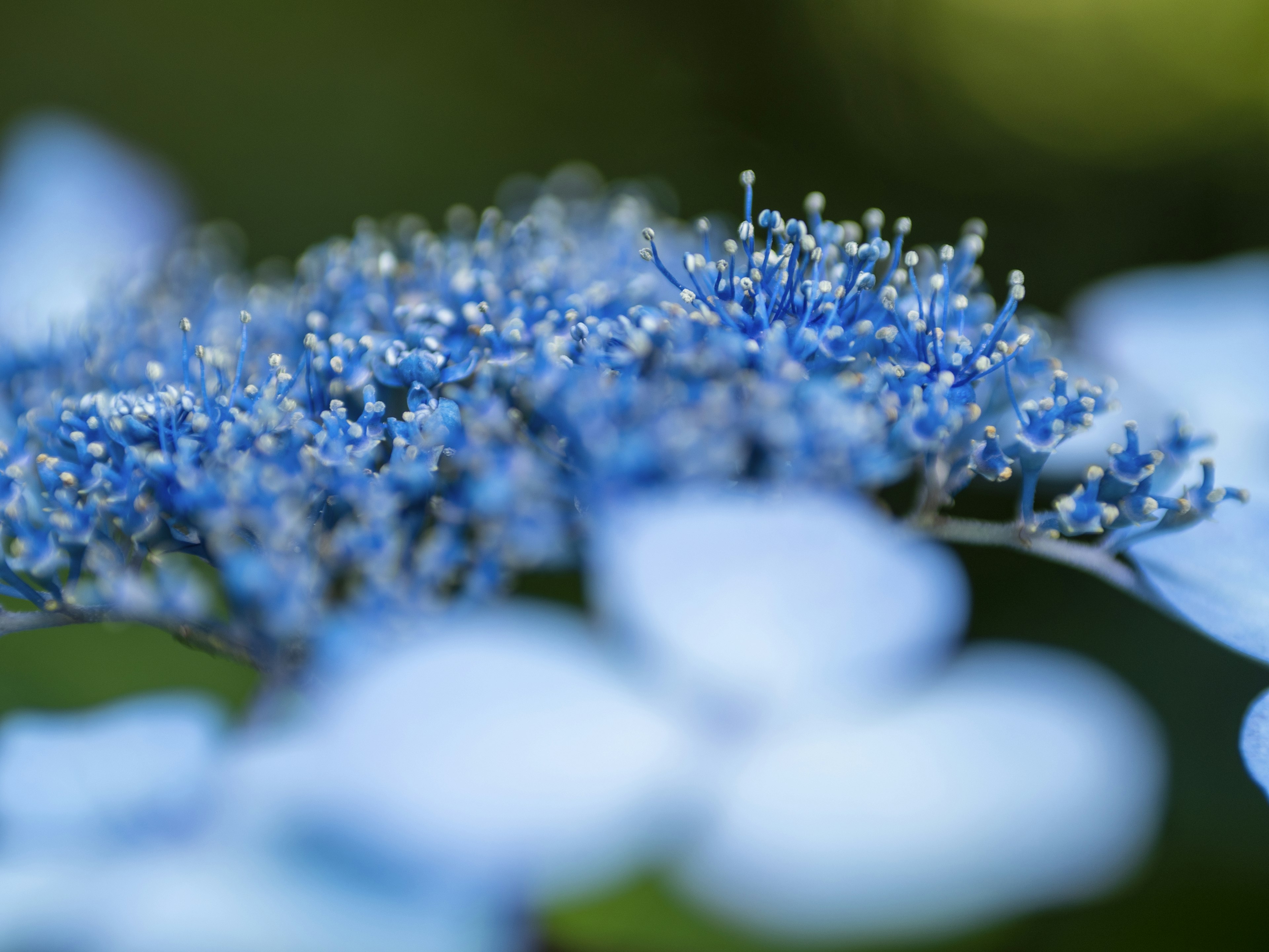 Acercamiento de una flor azul con gotas de agua brillantes