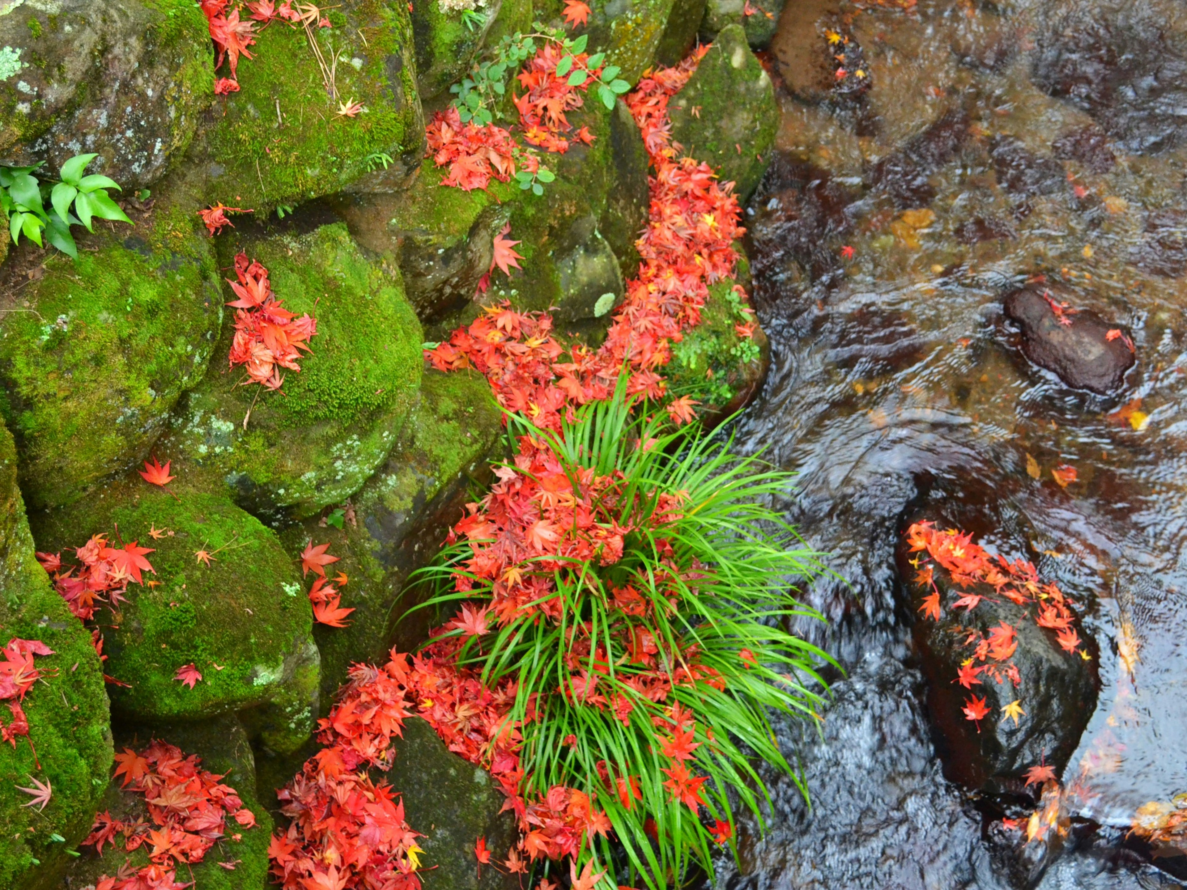 Pemandangan dinding batu yang ditutupi lumut dengan daun merah yang jatuh di samping aliran sungai