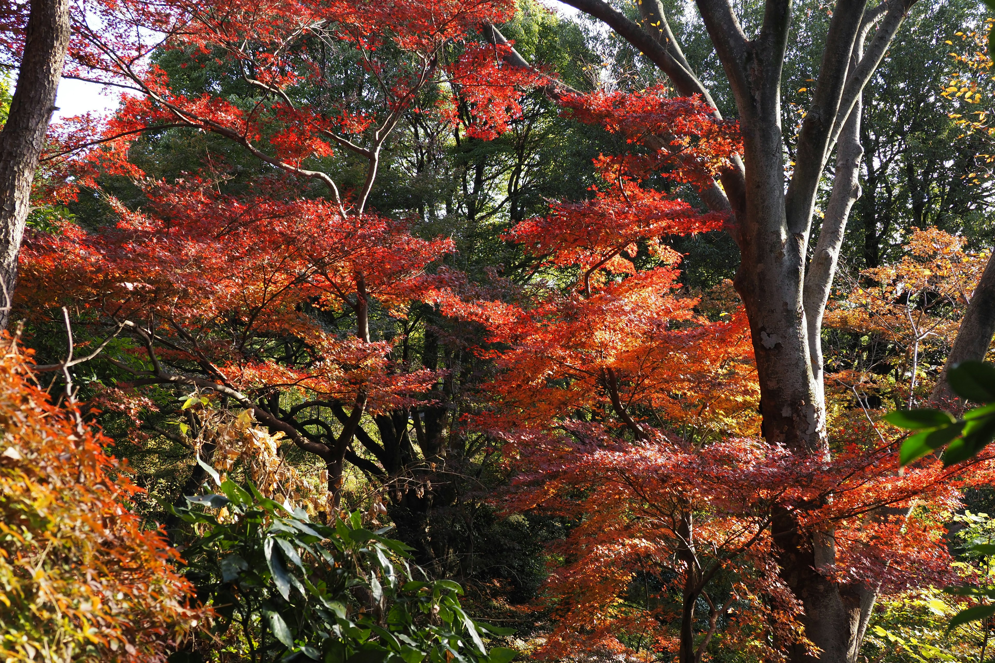 ใบไม้ฤดูใบไม้ร่วงที่สวยงามด้วยใบสีแดงและสีส้มสดใสบนต้นไม้