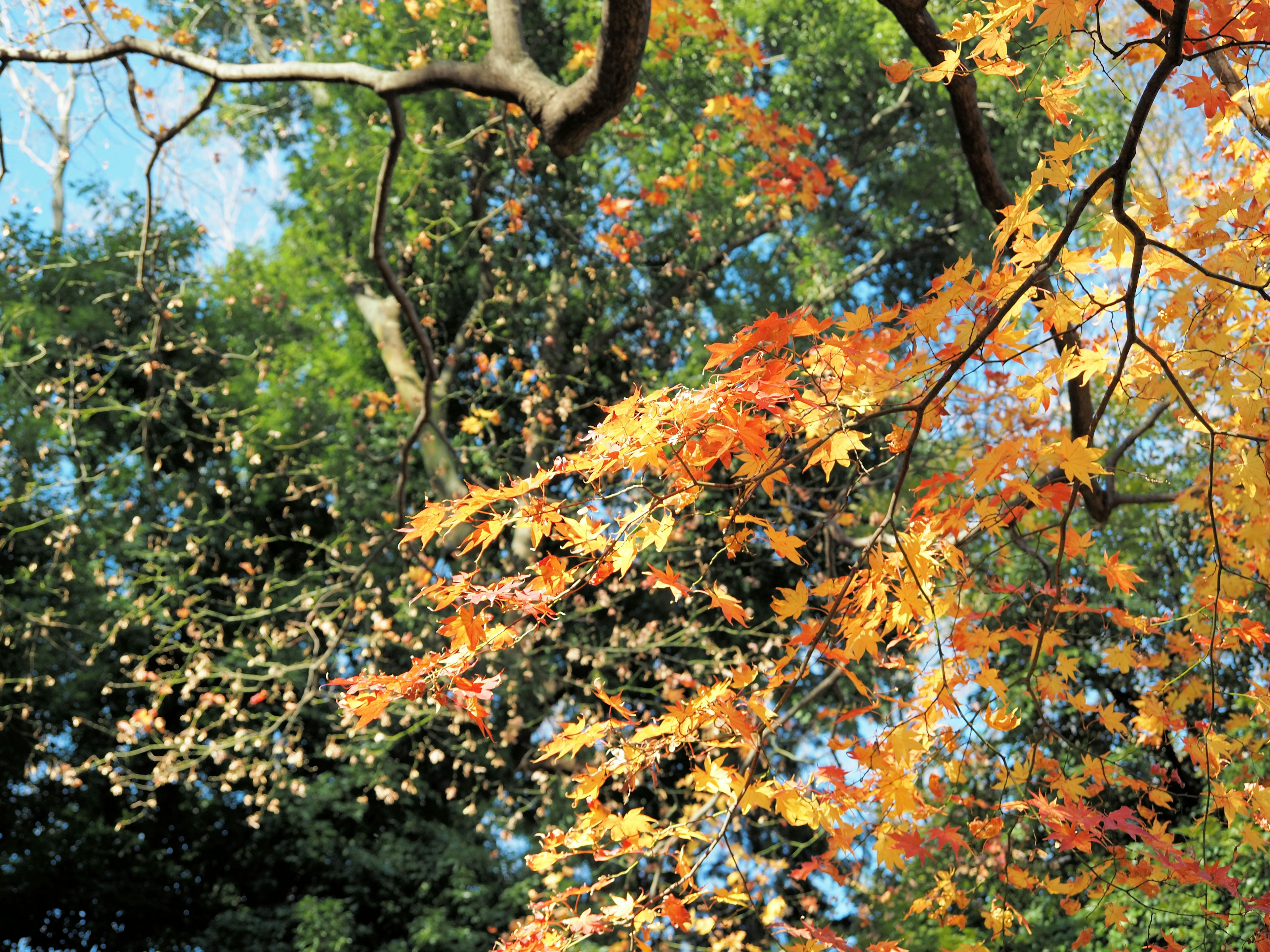 Feuilles d'automne colorées contre un ciel bleu