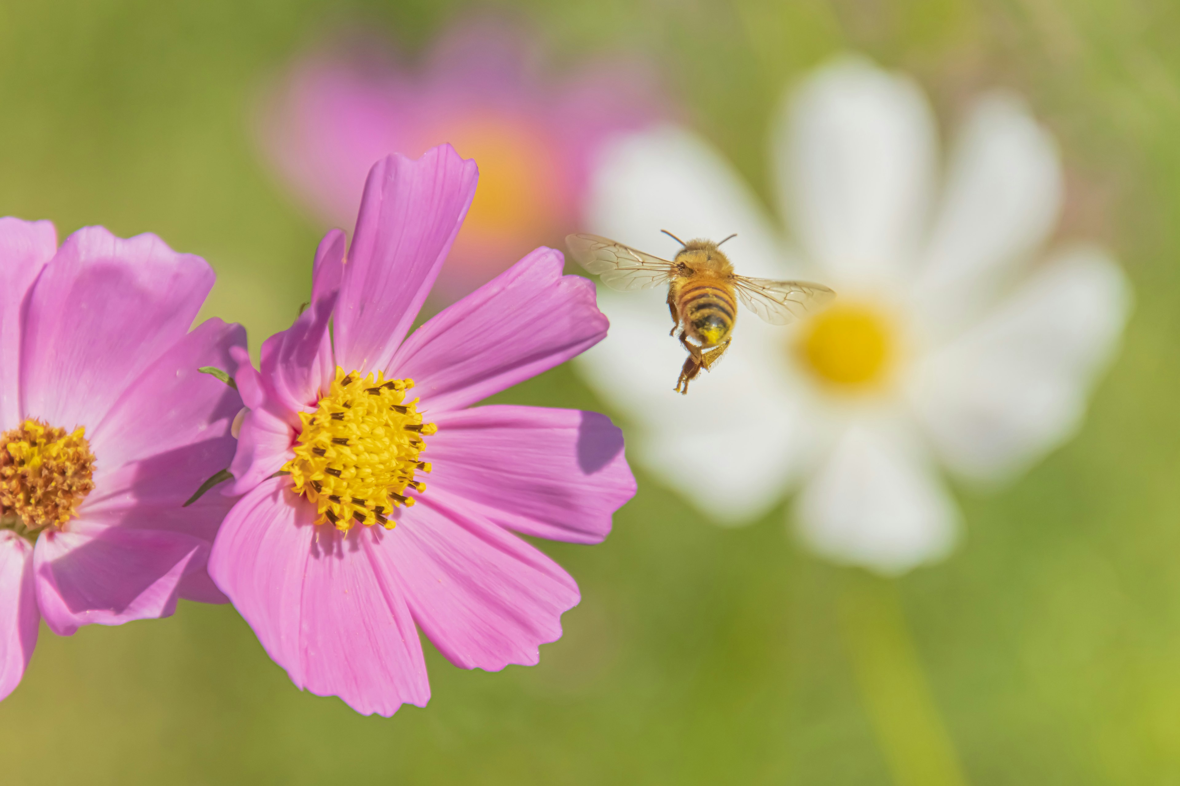 ピンクと白の花の間を飛んでいる蜂の写真