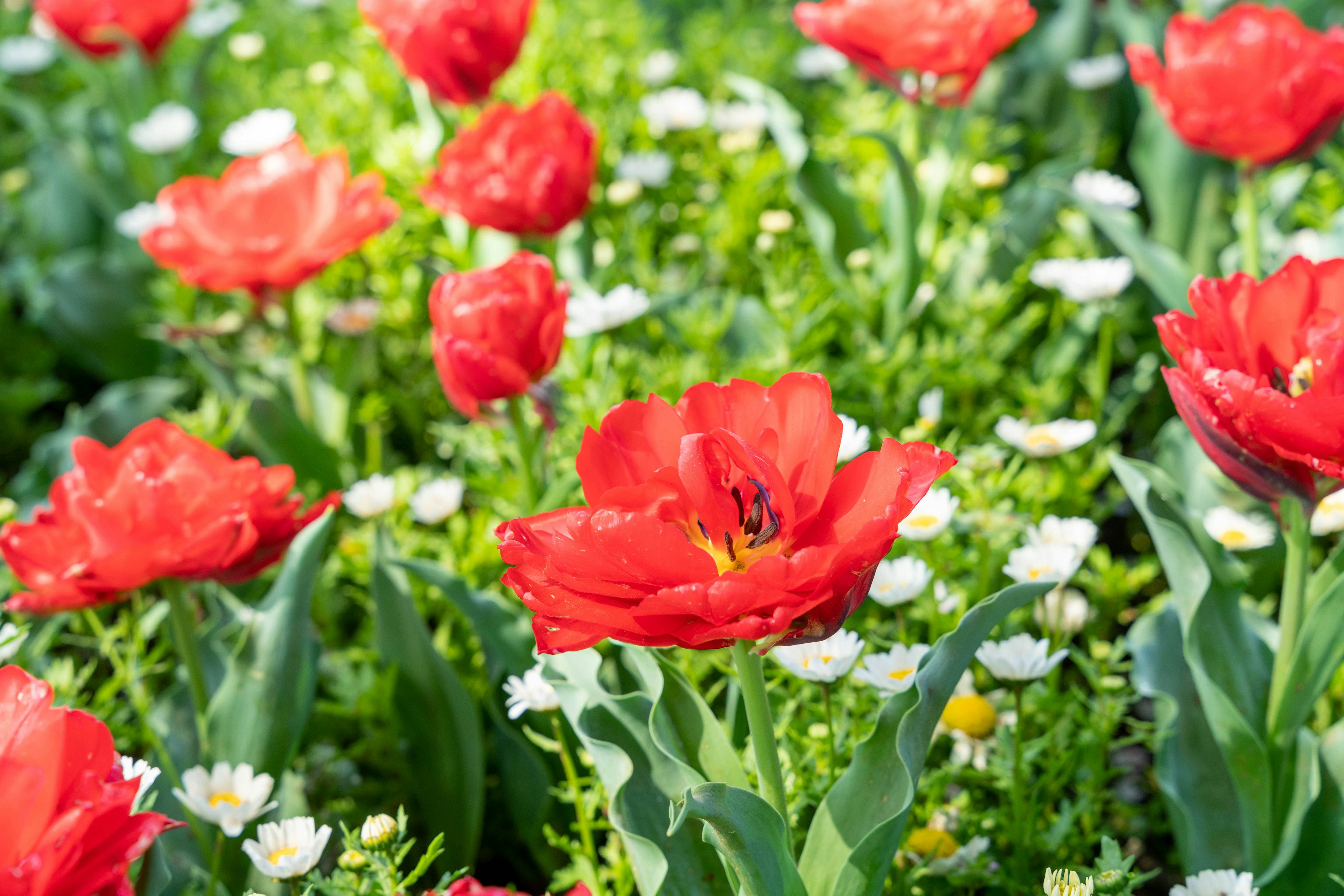 Un bellissimo giardino fiorito con tulipani rossi e margherite bianche