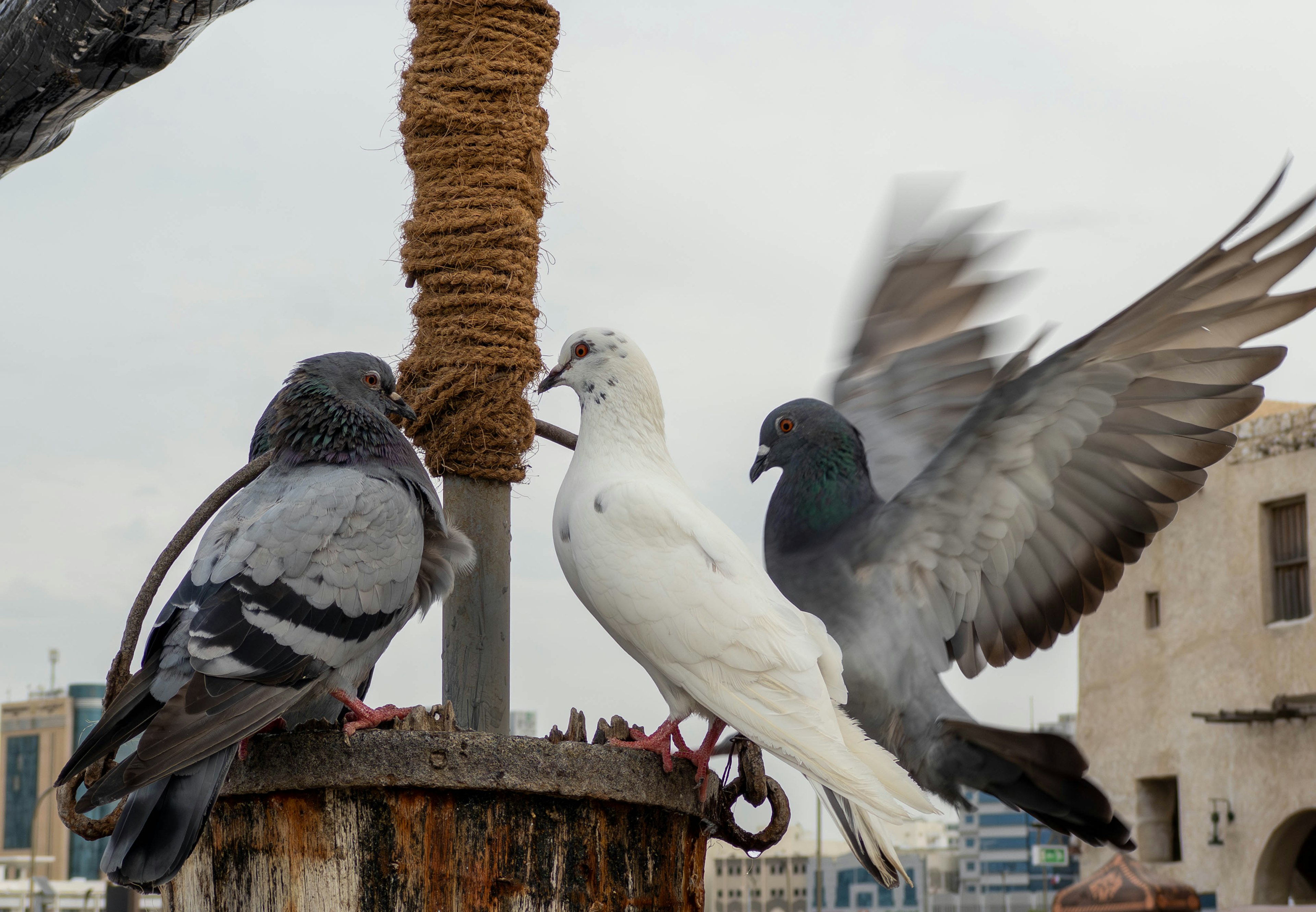 Trois pigeons rassemblés près d'un poteau en bois avec un pigeon blanc et deux pigeons gris