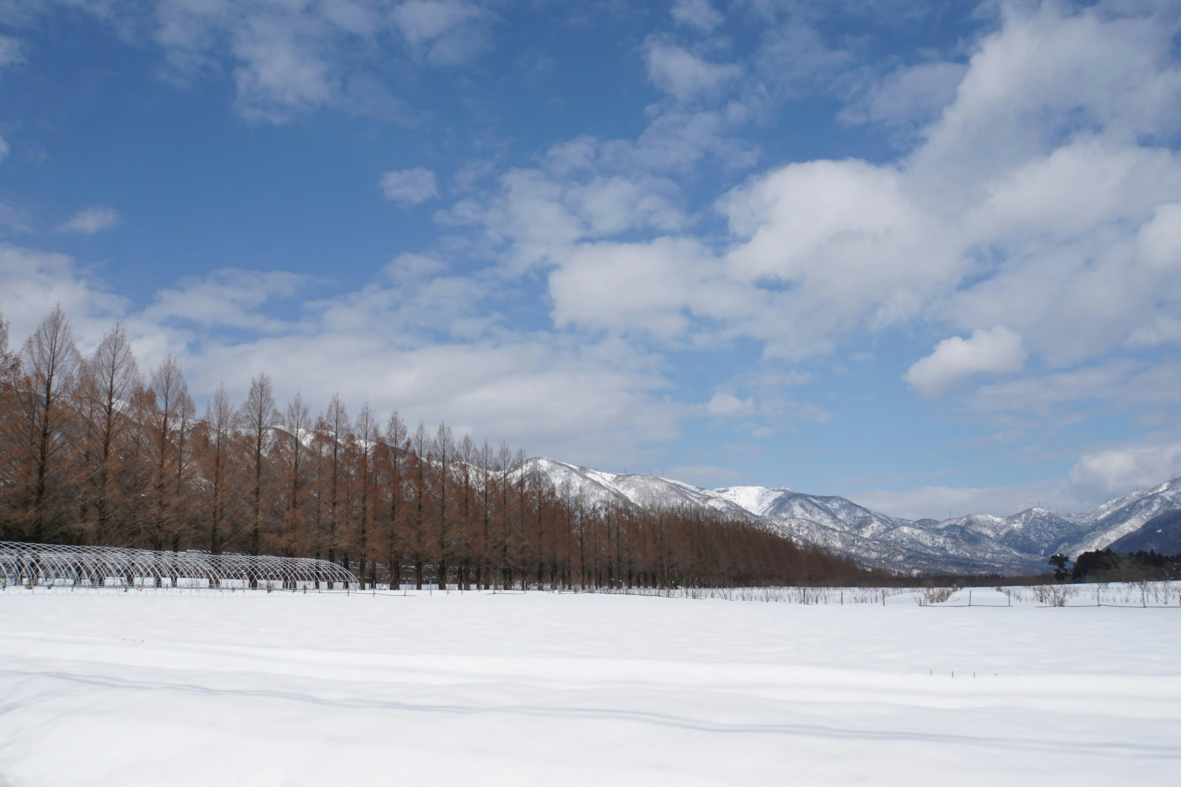 Paysage enneigé avec des rangées d'arbres ciel bleu et nuages