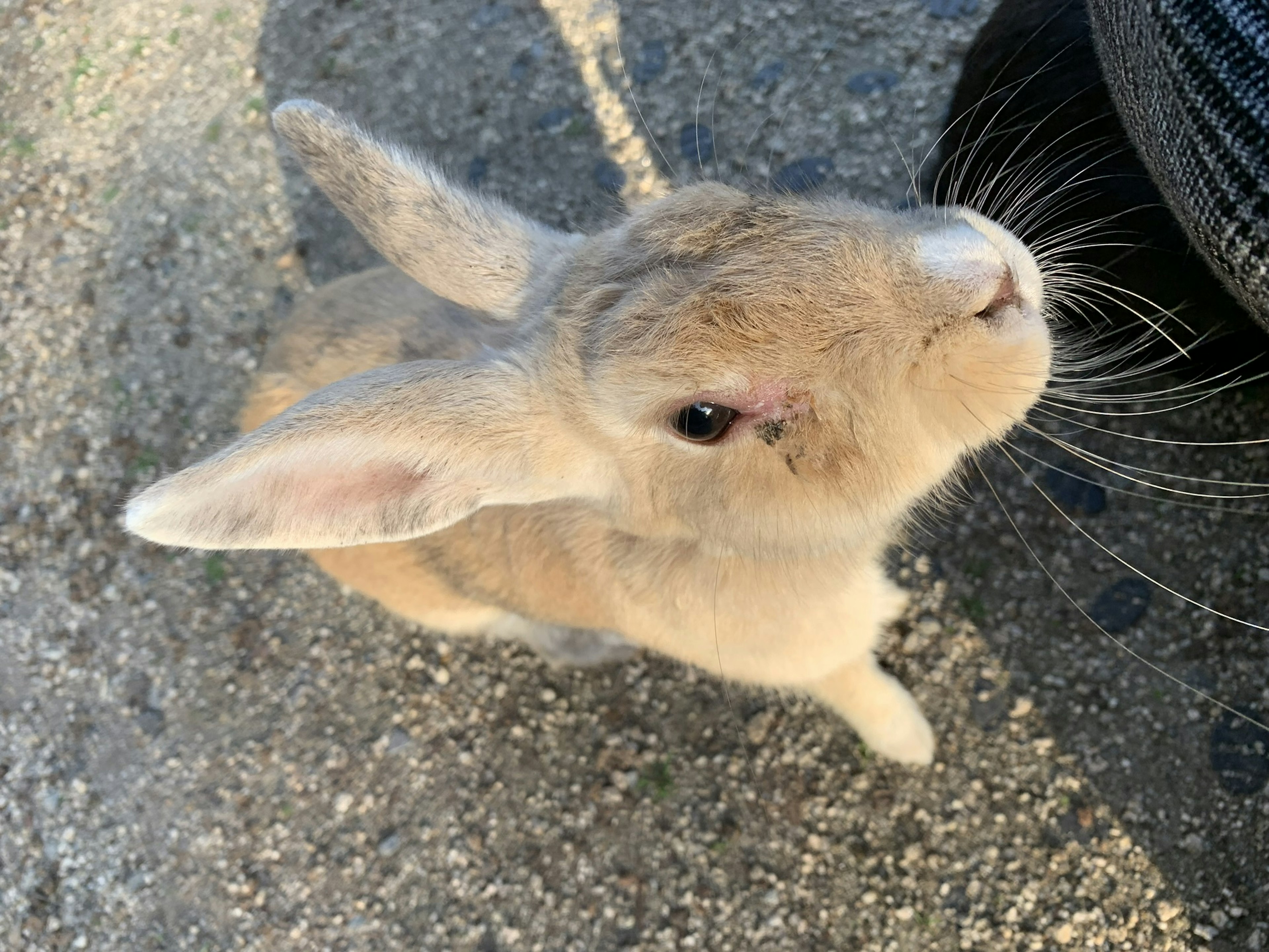 A small rabbit standing close to a person's leg