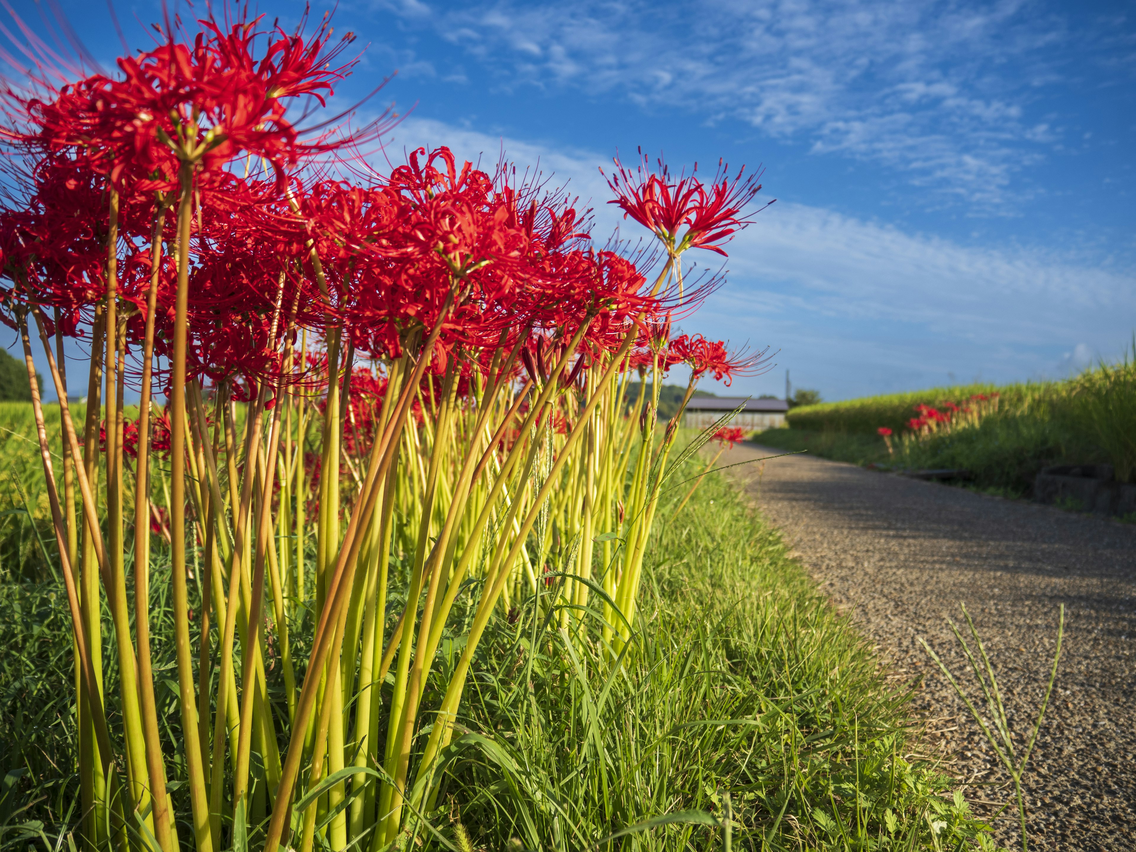 Pemandangan bunga spider lily merah di sepanjang jalan