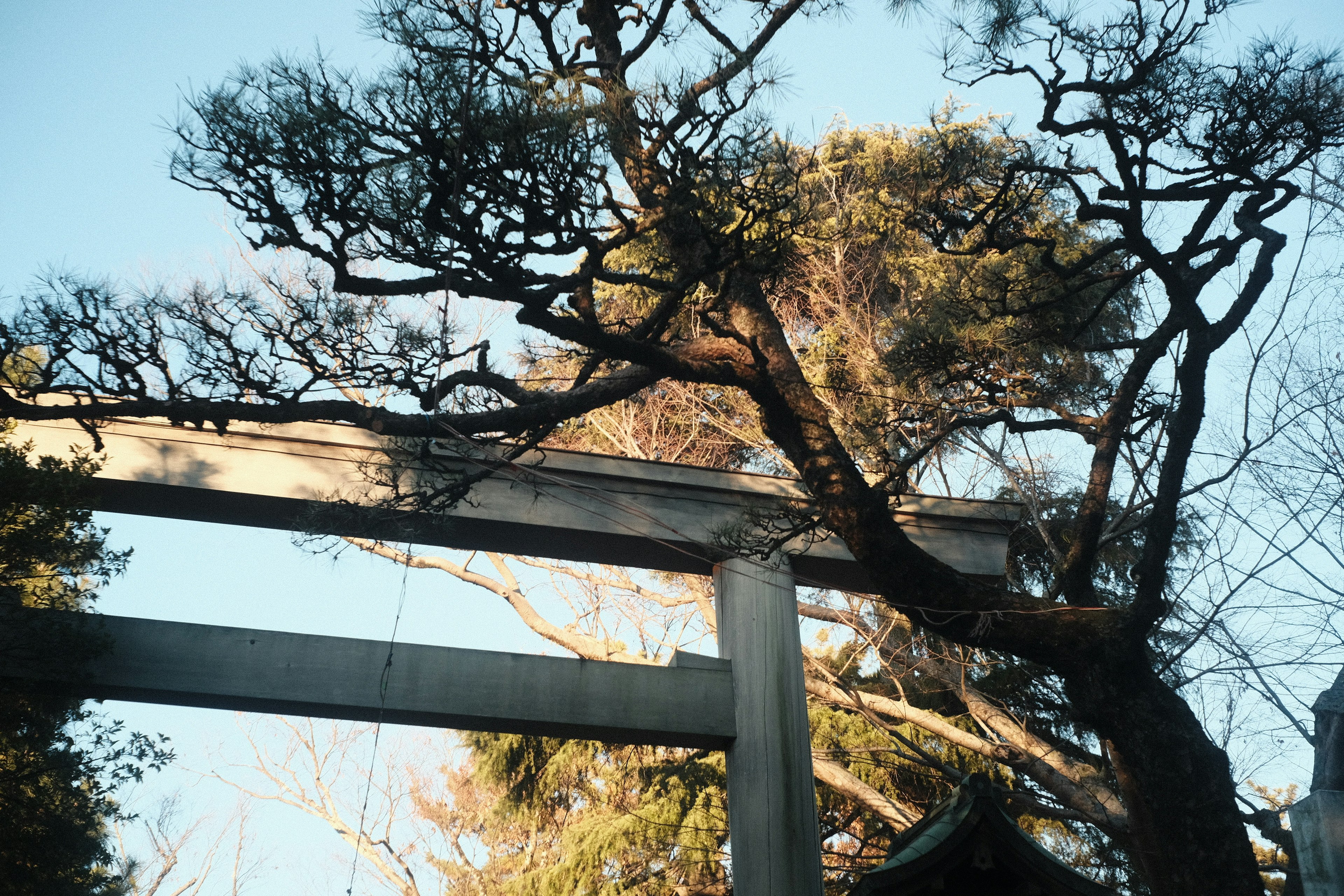 木々と青空の下にある鳥居と松の木